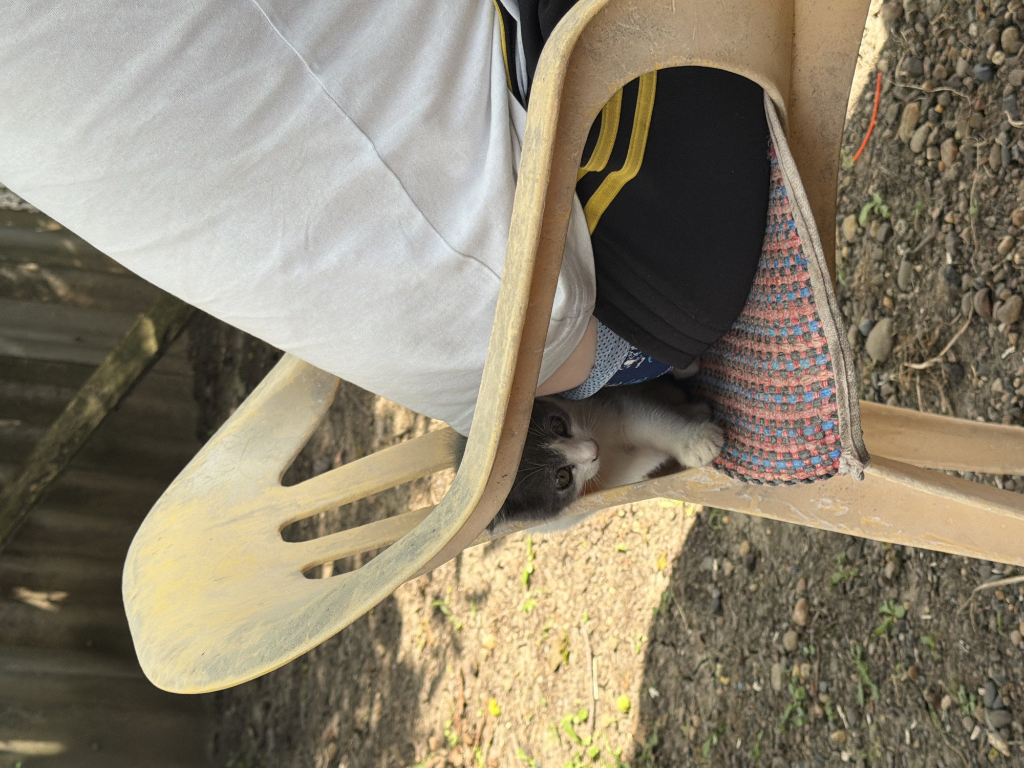 A grey and white kitten peeks out from beneath a yellow plastic chair. The kitten has green eyes and is looking directly at the camera. The chair is old and weathered, with a multi-colored woven mat on the seat. A person is sitting in the chair, their white shirt and black pants with yellow stripes are visible. The scene appears to be outdoors, with a dirt and gravel ground covered in small stones and sparse vegetation. A wooden fence is visible in the background. The lighting suggests it is daytime. The image does not contain information to ascertain the location in the city of Komsomolskiy, Russia.