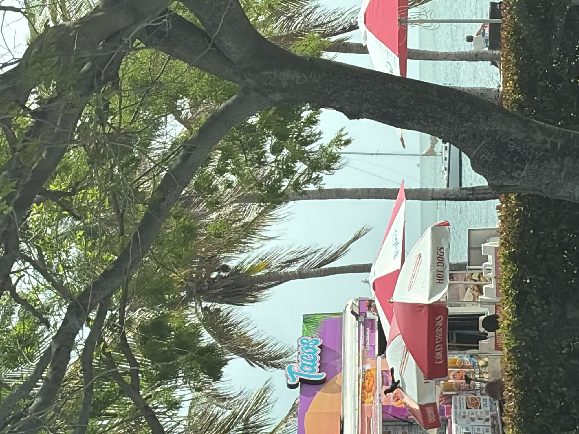 The image shows a food stand with a "Tacos" sign and red and white umbrellas, offering "Hot Dogs" and "Cold Drinks". Palm trees and a large tree with exposed branches frame the scene. In the background, there is a body of water with a few people visible in the distance. The location is suggestive of a coastal area, potentially in Miami, United States of America.