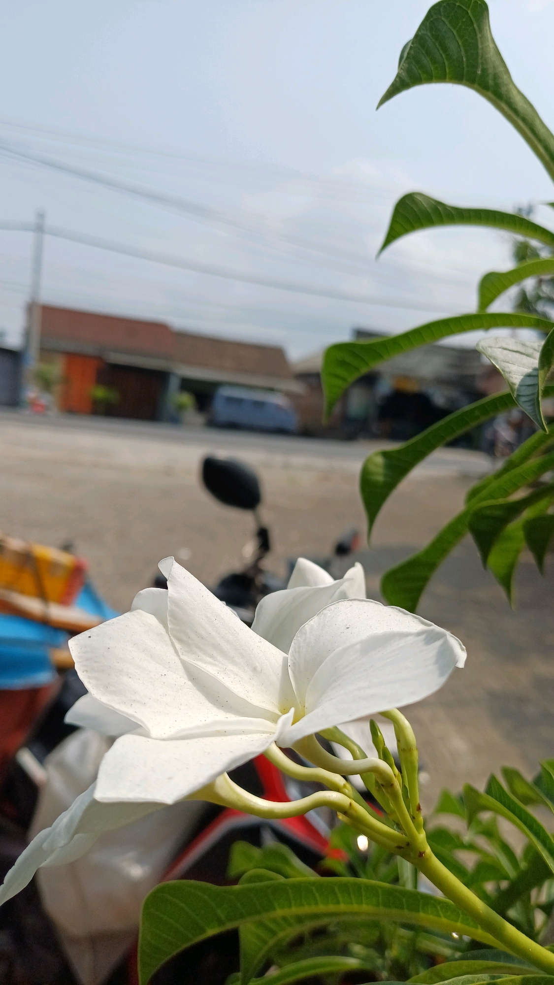A white plumeria flower in the foreground, with green leaves and stems, is in focus. In the blurred background, a street scene is visible with buildings, a parked motorcycle, and some colorful objects. The sky above is clear and blue. The location is Pringsurat, Indonesia.