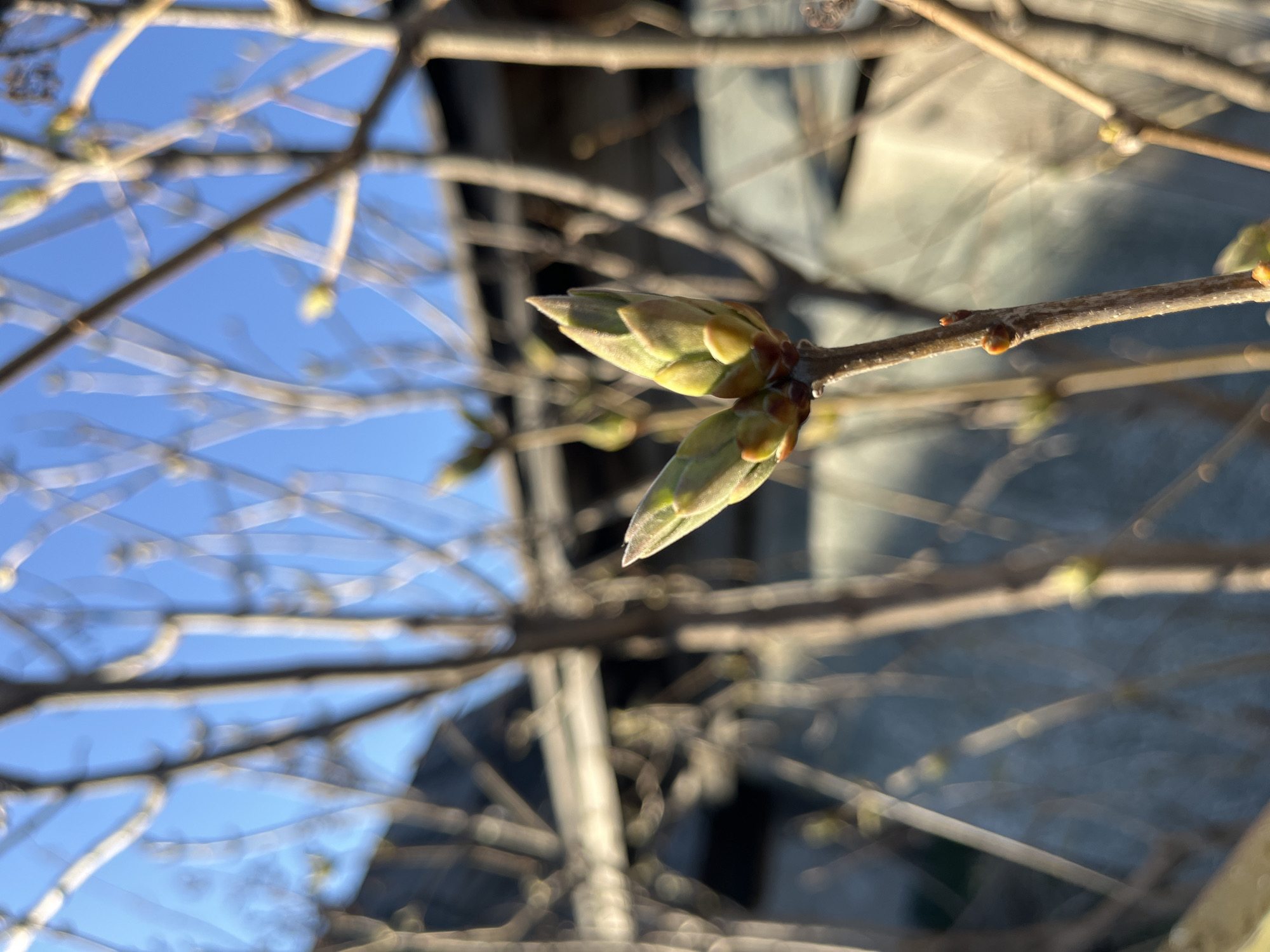 The image shows a close-up of tree buds on a branch against a blurred background of blue sky and a building. The buds are a light green color with hints of yellow. The branches are brown and bare. The location is Chaikovsky, Russia. There are no people in the image.