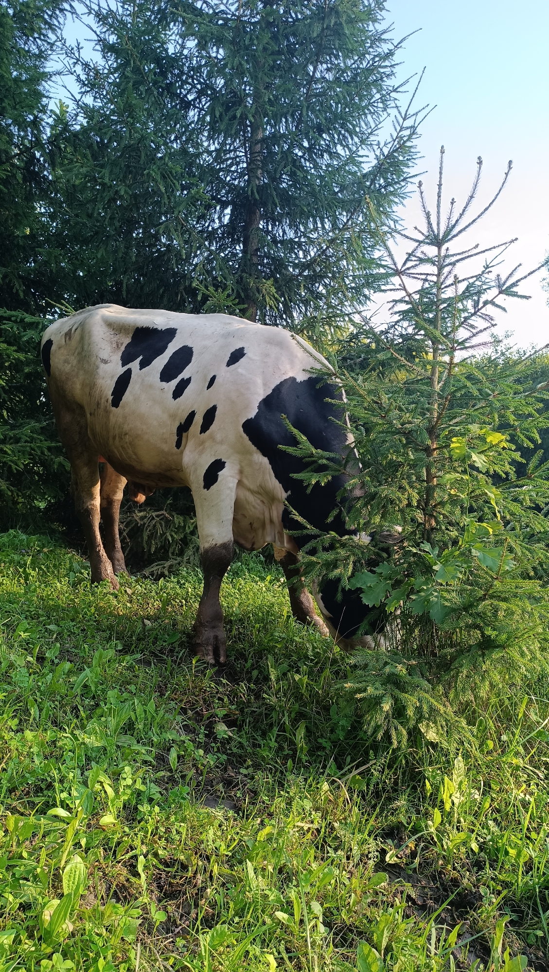 A black and white spotted cow is grazing in a grassy area with several evergreen trees. The cow is standing with its head lowered, partially obscured by a young evergreen tree. The ground is covered in lush green grass and some mud. The sky is visible in the background. There is no indication that this image is located in the city of Karsha, Russia, or any specific city for that matter.