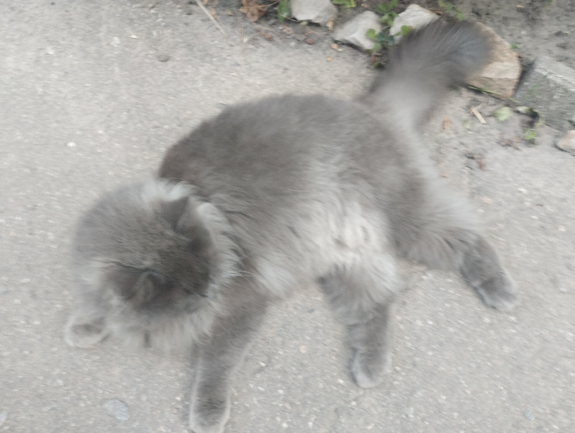 A gray cat is lying on its back on a concrete surface. The cat is fluffy and appears to be relaxed. The concrete surface has a rough texture and is uneven. There are some small pebbles and debris scattered on the surface. Some green vegetation and rocks are visible on the left side of the image. The scene is outdoors, and it appears to be daytime. The location is the city of Sumy, Ukraine.