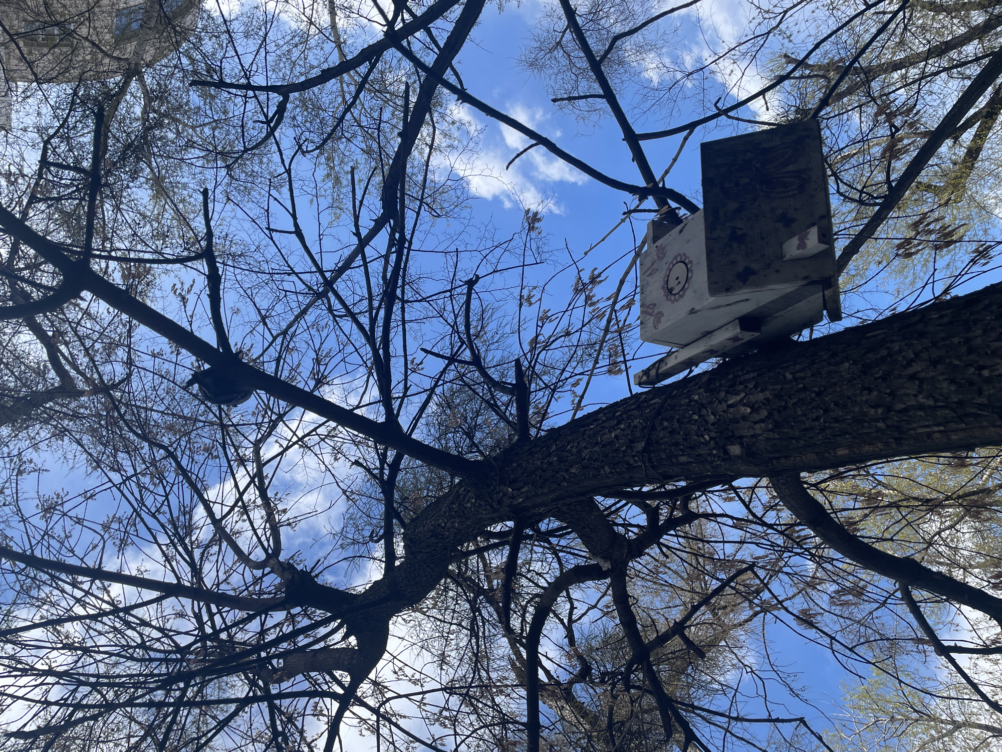 The image, taken from a low angle, shows bare tree branches against a blue sky with scattered clouds. A birdhouse, painted white with faded decorations, is mounted on one of the larger tree branches. The bark of the branches appears rough and dark. It is daytime. The location is Yekaterinburg, Russia.