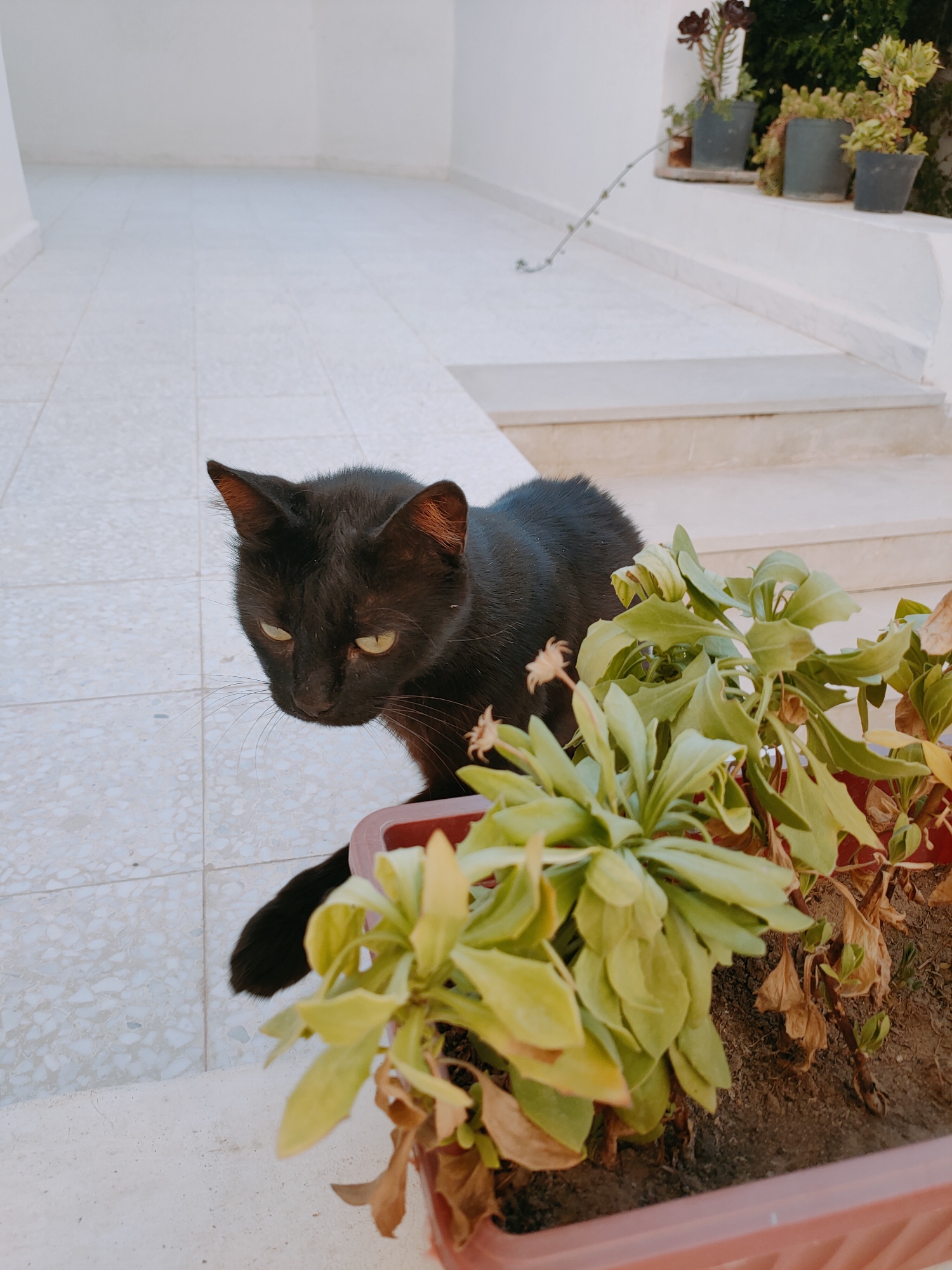 A black cat with green eyes sits on a tiled surface next to a planter filled with plants. The cat is looking down and to the left. The background consists of white walls and steps, suggesting an outdoor, possibly urban, setting. The scene is well-lit, with natural light. The location is the city of Ariana, Tunisia.