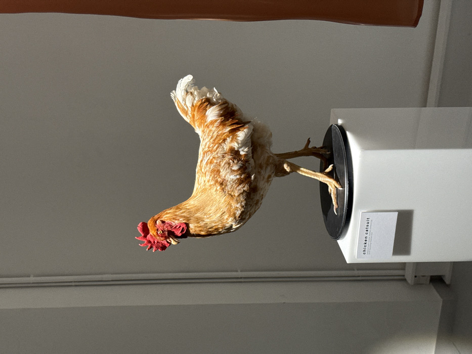 An indoor exhibition space in Paris, France, displays a taxidermied chicken, likely a rooster, positioned centrally on a white cuboid pedestal. The rooster faces left in profile, exhibiting mottled brown, white, and golden-orange plumage, with a prominent red comb and wattles. It stands on a circular black base, which rests directly on the pedestal. A white rectangular label on the front of the pedestal reads "chicken catsuit" with additional smaller text below. The background features a plain light gray wall, with a faint lighter vertical architectural element visible on the left and a large, curved, orange-brown object partially visible on the far right. Strong, directional light illuminates the scene, casting subtle shadows.