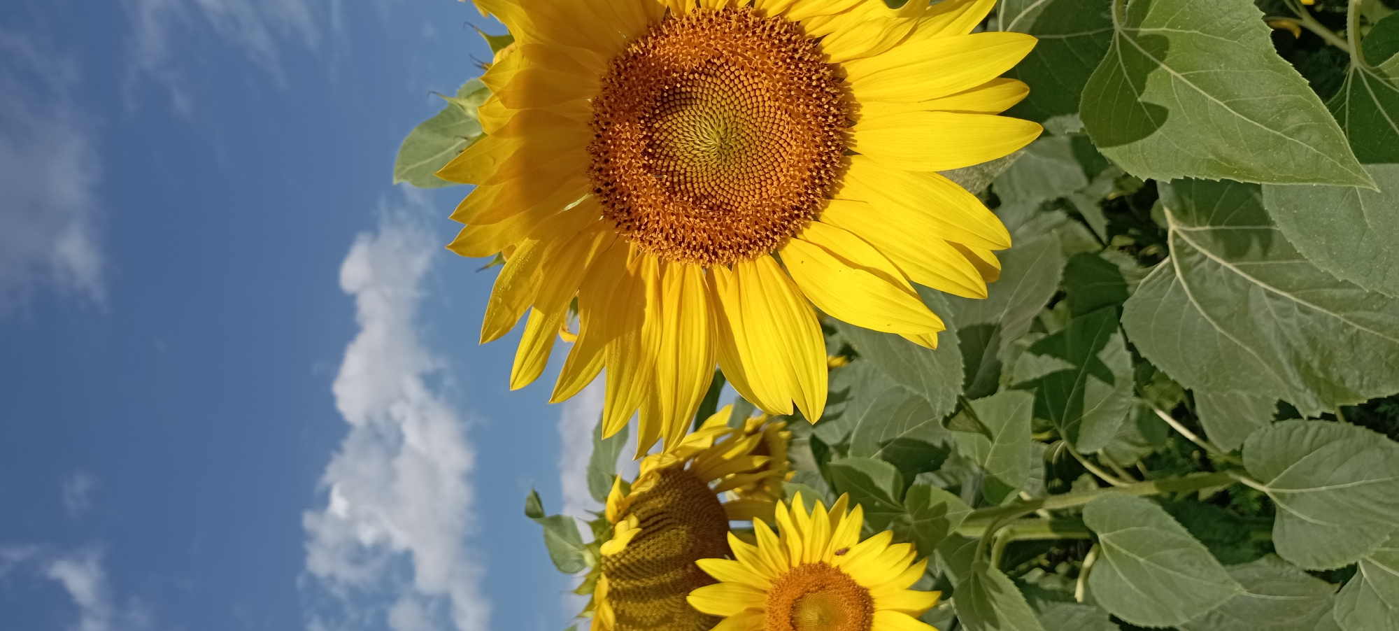 A close-up, eye-level shot captures a field of sunflowers under a bright blue sky dotted with white clouds. The foreground is dominated by the vibrant yellow petals and brown center of a large sunflower, its face angled towards the right of the frame. To the left, another sunflower, slightly out of focus, is visible, along with smaller sunflowers in the background. Lush green leaves of the sunflower plants fill the lower portion of the image. The scene is bathed in natural light, casting subtle shadows on the leaves. The overall impression is one of a clear, sunny day in a rural or agricultural setting, likely a sunflower farm. The image is a vertical, full-frame shot.