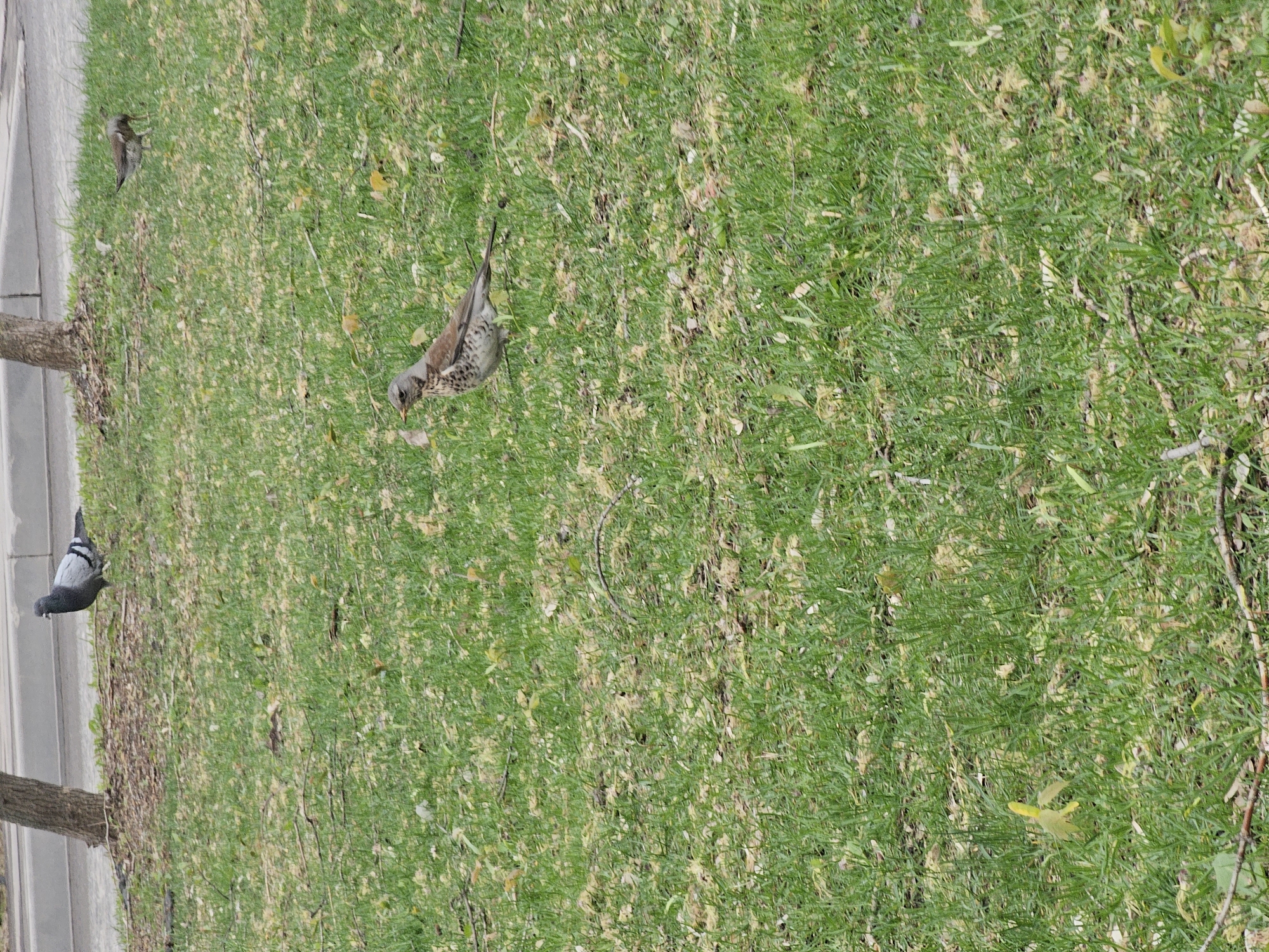 The image displays an outdoor scene featuring several birds foraging on a patch of green grass. The view is from an elevated perspective, looking down at the ground.
In the mid-ground, a Fieldfare (Turdus pilaris) is prominent, identifiable by its grey head, brown back, and speckled breast. It has its beak close to the ground, appearing to search for food. Towards the bottom-left, a common pigeon (Columba livia) with grey and white plumage is also present on the grass, situated near the edge of a light-colored paved path or sidewalk. A portion of a tree trunk is visible to the left of the pigeon. Another smaller bird, possibly a sparrow, can be seen in the upper-left area of the grass.
The ground is densely covered in green grass, with scattered lighter patches and some yellowish-brown debris or fallen leaves, suggesting either early spring growth or late autumn. The overall lighting is bright and even, indicating a clear or lightly overcast daytime setting. The scene evokes a tranquil moment in an urban green space, such as a park or garden, located in Khimki, Russia, as per the context. No discernible text is visible within the image.
