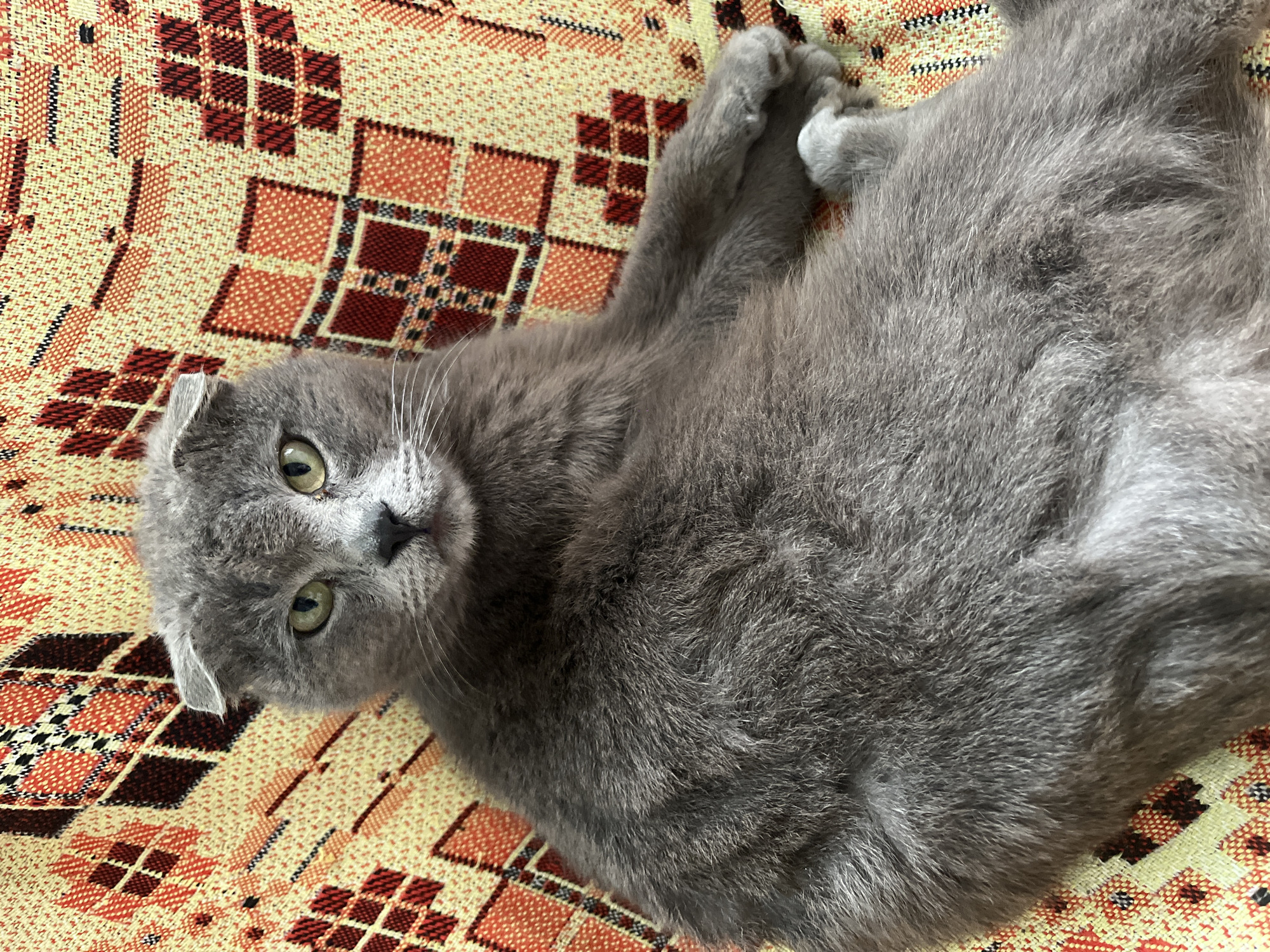 A gray Scottish Fold cat lies on its back on a patterned textile. The cat's body is positioned diagonally across the frame, with its head tilted towards the viewer. The cat has gray fur, green eyes, and folded ears. Its paws are crossed near its chest. The textile beneath the cat has a geometric pattern in shades of brown, red, and yellow. There is no evidence in the image to indicate the location is Novopokrovskaya, Russia.