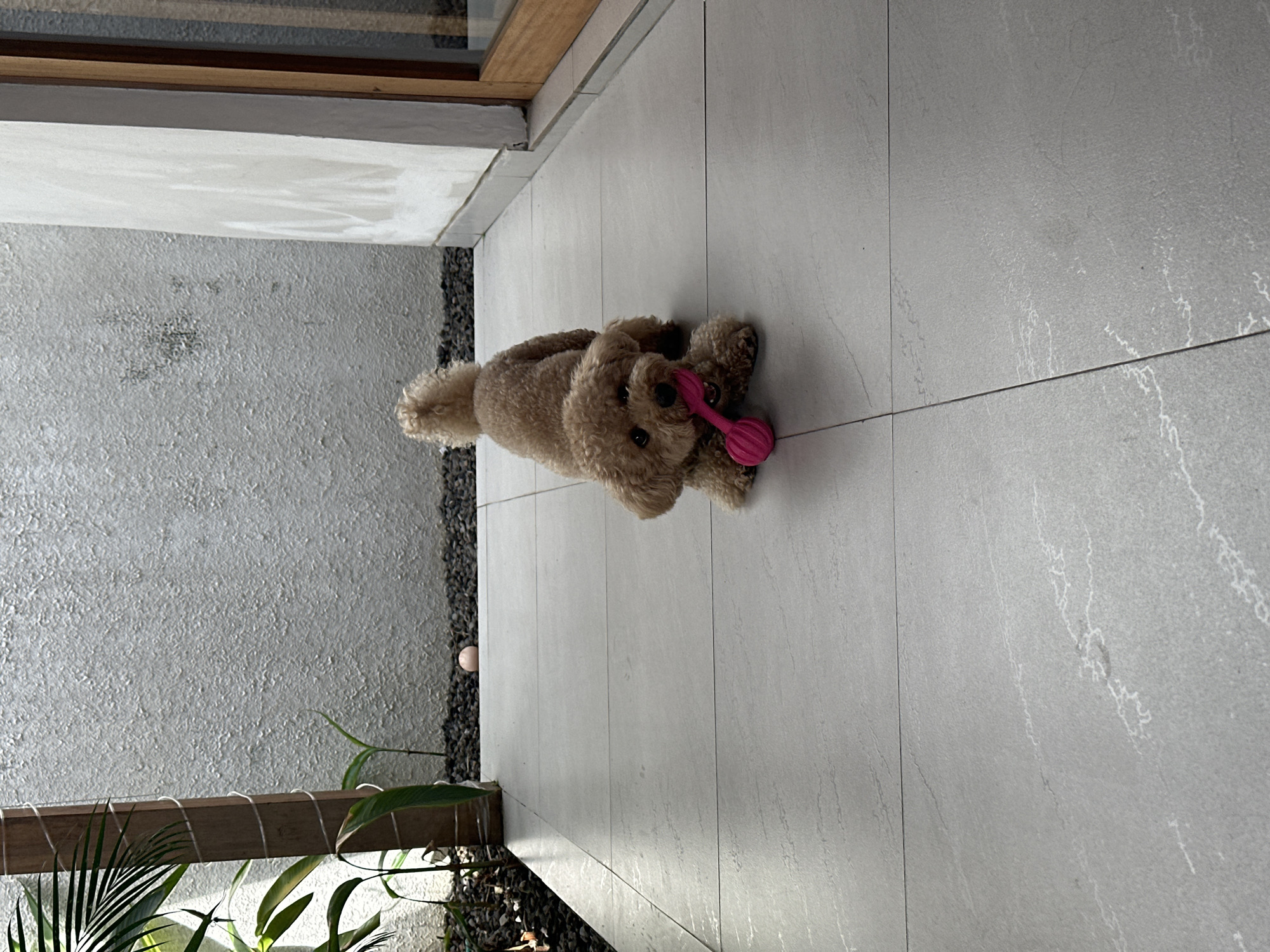 A small, tan poodle puppy with a curly coat is crouched on a light gray tiled floor, holding a bright pink chew toy in its mouth. The puppy is facing the camera with its tail curled up. The background consists of a rough-textured, light gray wall and a dark gray gravel ground covering. To the left, a wooden post is visible with some green foliage. To the right, part of a white wall and a wooden framed doorway with glass can be seen. A small, light pink sphere, possibly a small ball, is on the gravel to the left of the puppy. The scene appears to be an outdoor covered walkway or patio, possibly in North Kuta, Indonesia, given the presence of tropical-looking plants.