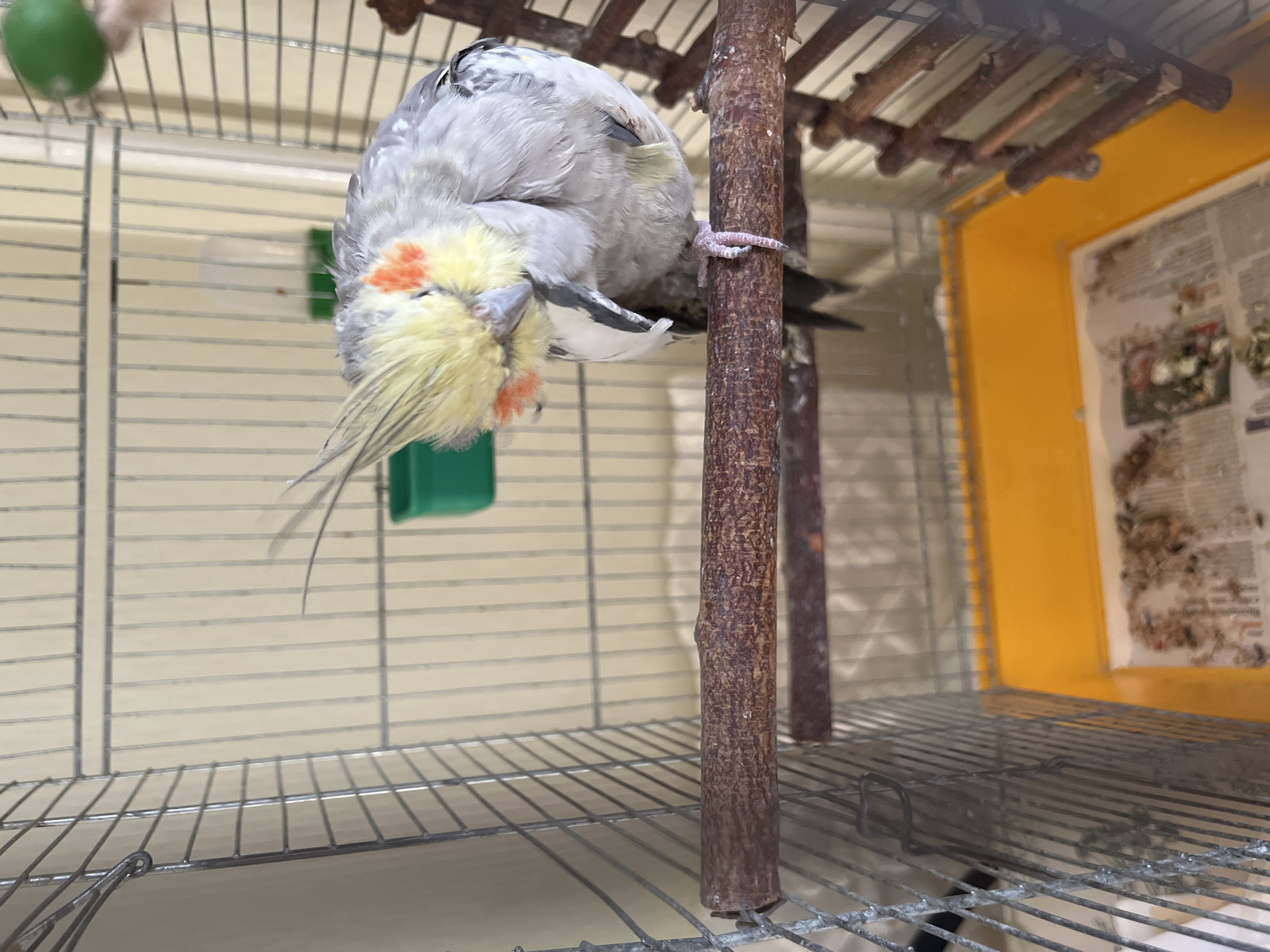 A cockatiel is perched on a wooden dowel inside a metal cage. The bird has grey and white feathers with a yellow crest and orange cheek patches. It is preening its head with its beak. The cage has a yellow plastic base lined with newspaper. In the background, there are green and white bird feeders. The environment appears to be indoors. No specific location in Korolyov, Russia is identifiable from the image.