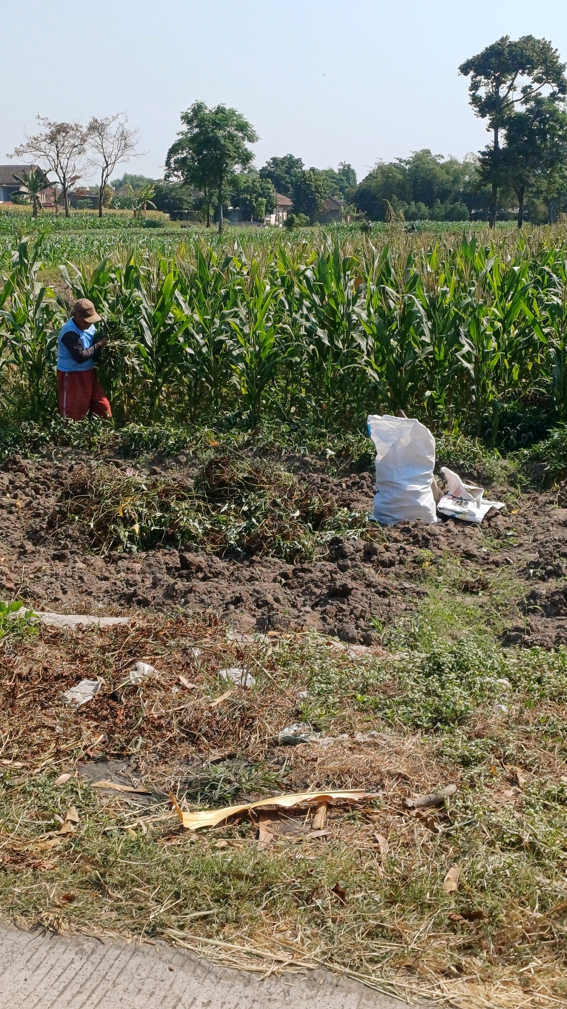 In Jombor, Indonesia, a person wearing a blue shirt, red pants, and a brown cap is working in a field of tall, green corn stalks. The ground is a mix of tilled soil and dried vegetation. To the right of the person, a white sack is placed on the ground. The background features more corn fields, trees, and some houses. The sky is clear and blue.