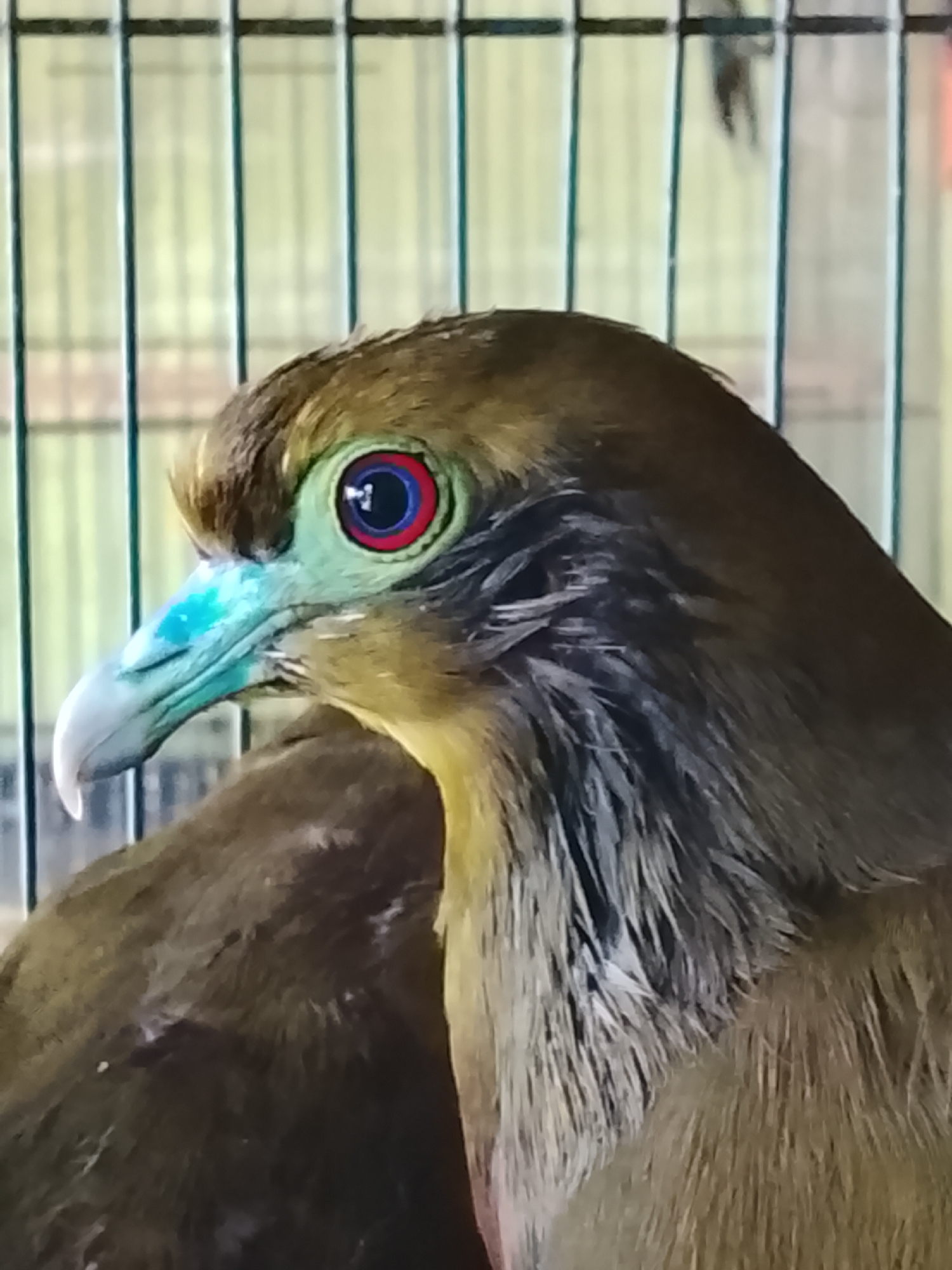 A close-up, profile view shows the head and upper body of a brown bird with bright blue markings on its beak and a striking multi-colored eye ring, which is green, blue, and red. The bird appears to be in a cage, indicated by the vertical bars visible in the background. The environment is dimly lit, and the focus is sharp on the bird, while the background is blurred. The image does not provide any information about the city of Kuta Trieng, Indonesia.
