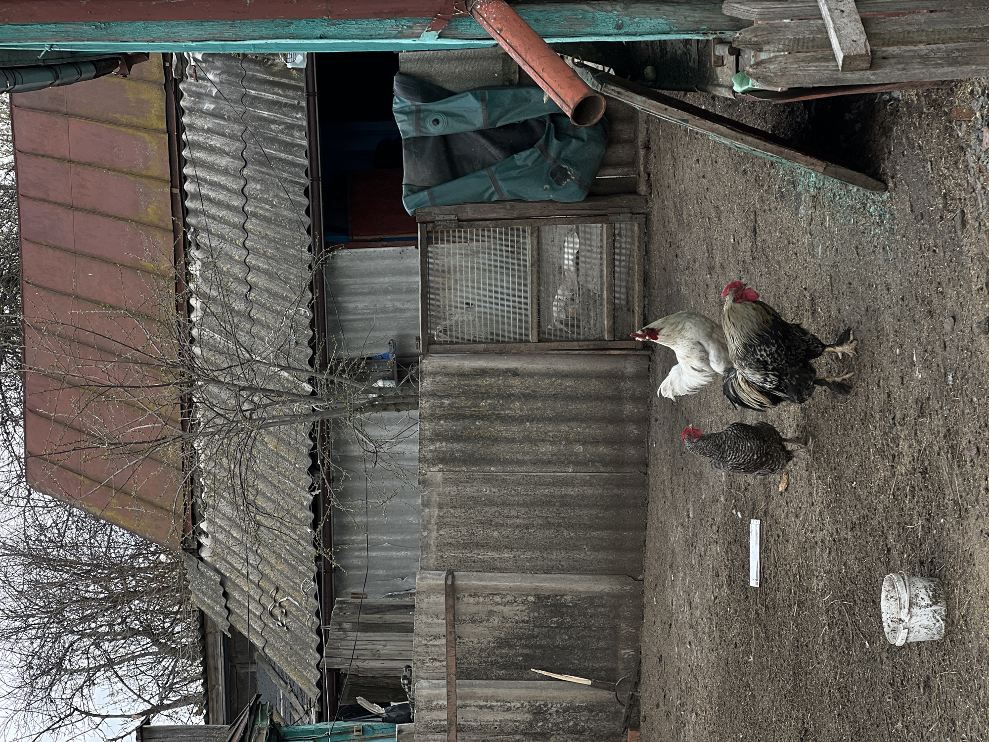 The scene depicts the exterior of a dilapidated structure in Semeno-Aleksandrovka, Russia. The building appears to be constructed of corrugated metal and wood, with sections of rusted roofing. A bare tree stands close to the structure. A green garment hangs in an opening in the structure. There are three chickens in the foreground. Debris, including a white bucket, litters the unpaved ground.