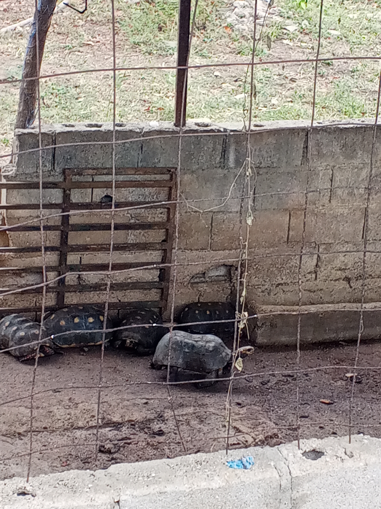 The image depicts a group of four turtles or tortoises confined behind a wire fence within an enclosure at an undisclosed location in the city of Tinaquillo, Venezuela. The enclosure has a concrete wall, and a metal grate is visible behind the turtles. The ground within the enclosure is dirt.