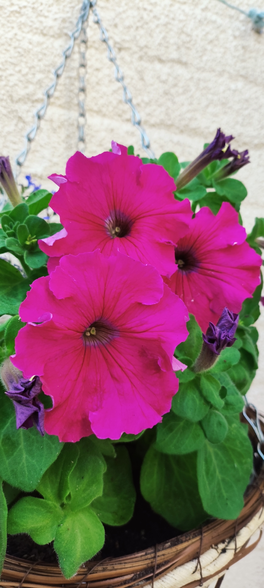A close-up, eye-level shot features a cluster of vibrant pink petunias in a hanging basket. Three fully bloomed petunias dominate the foreground, their velvety petals unfurling in shades of bright fuchsia. The flowers have dark, almost black centers with delicate yellow stamen. Several unopened, deep purple buds are interspersed among the blooms, adding a contrasting color and texture. Lush green leaves form a backdrop, some slightly fuzzy. The basket itself is made of woven natural material, likely wicker, and is partially visible at the bottom of the frame. Two silver chains, one on the left and one on the right, hang from above, suggesting the basket is suspended. In the background, a textured, light-colored wall, possibly brick or stucco, is visible. The lighting appears natural, indicating it could be daytime, and the overall scene suggests an outdoor setting, perhaps a garden or patio. There are no people, text, or specific time-of-day or weather cues discernible in the image. The focus is entirely on the beauty and detail of the flowers.