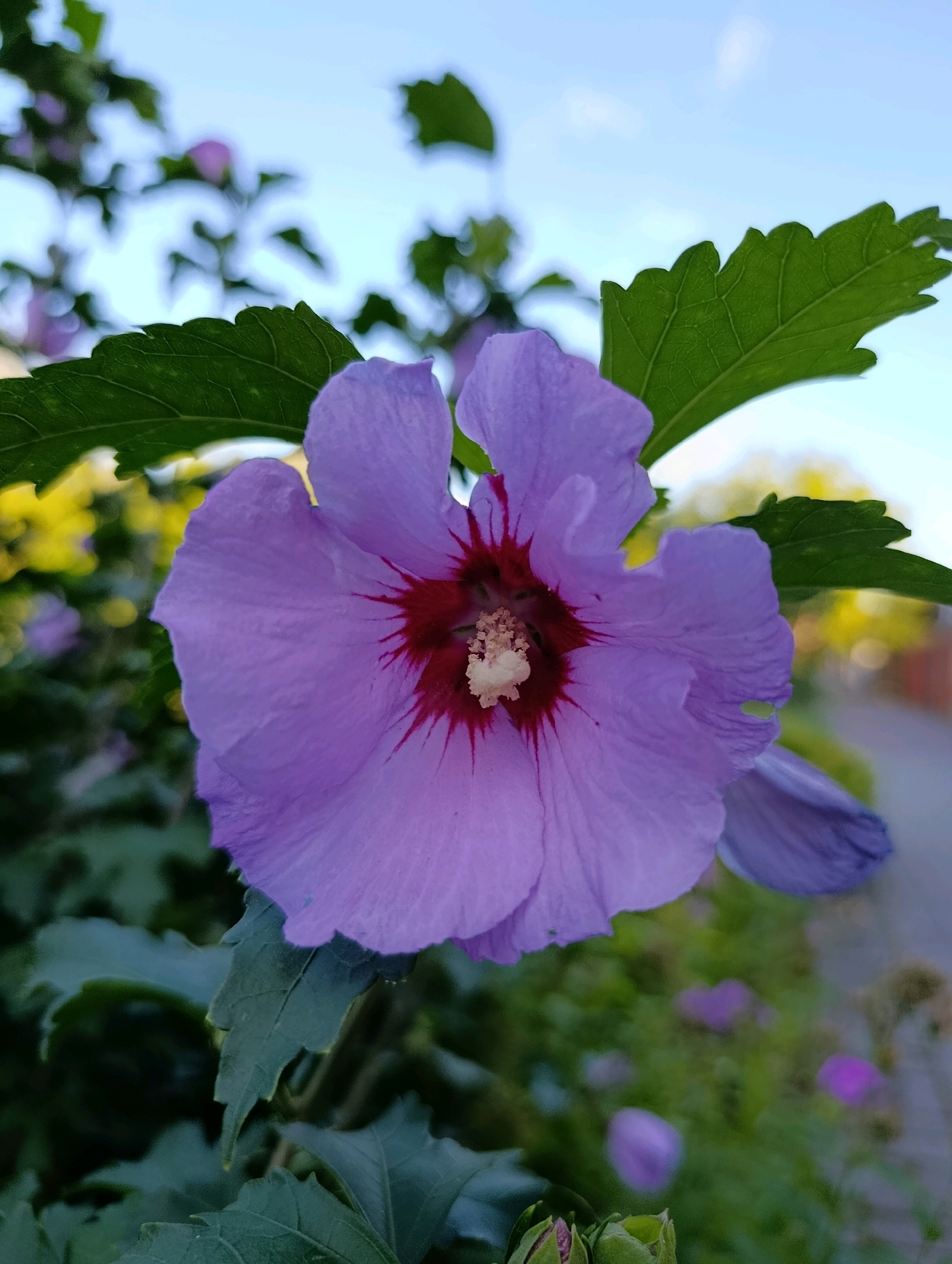 A close-up, eye-level shot captures a single, vibrant purple hibiscus flower in bloom, its delicate petals unfurling against a softly blurred background of green foliage and a pale blue sky. The flower's center is a deep crimson, radiating outward into thin streaks that accent the purple hue of the petals. A stamen cluster of pale yellow stands proudly at the heart of the bloom. Partially visible to the right of the main flower are additional purple petals, suggesting another flower in proximity. Dark green leaves with serrated edges frame the blossom, adding depth and contrast. The background hints at a garden setting, with out-of-focus greenery, other purple blossoms, and what appears to be a paved pathway. The overall lighting suggests a bright, daytime scene, possibly late afternoon given the warm undertones in the background. The image is sharpest on the central flower, with a shallow depth of field that artfully blurs the surrounding elements, drawing the viewer's eye to the intricate details of the hibiscus. There are no people or animals visible in the image. The setting appears to be a garden or park. There is no specific indication of the city of Cherkasy, Ukraine, within the image itself, as the scene is a generic garden landscape.