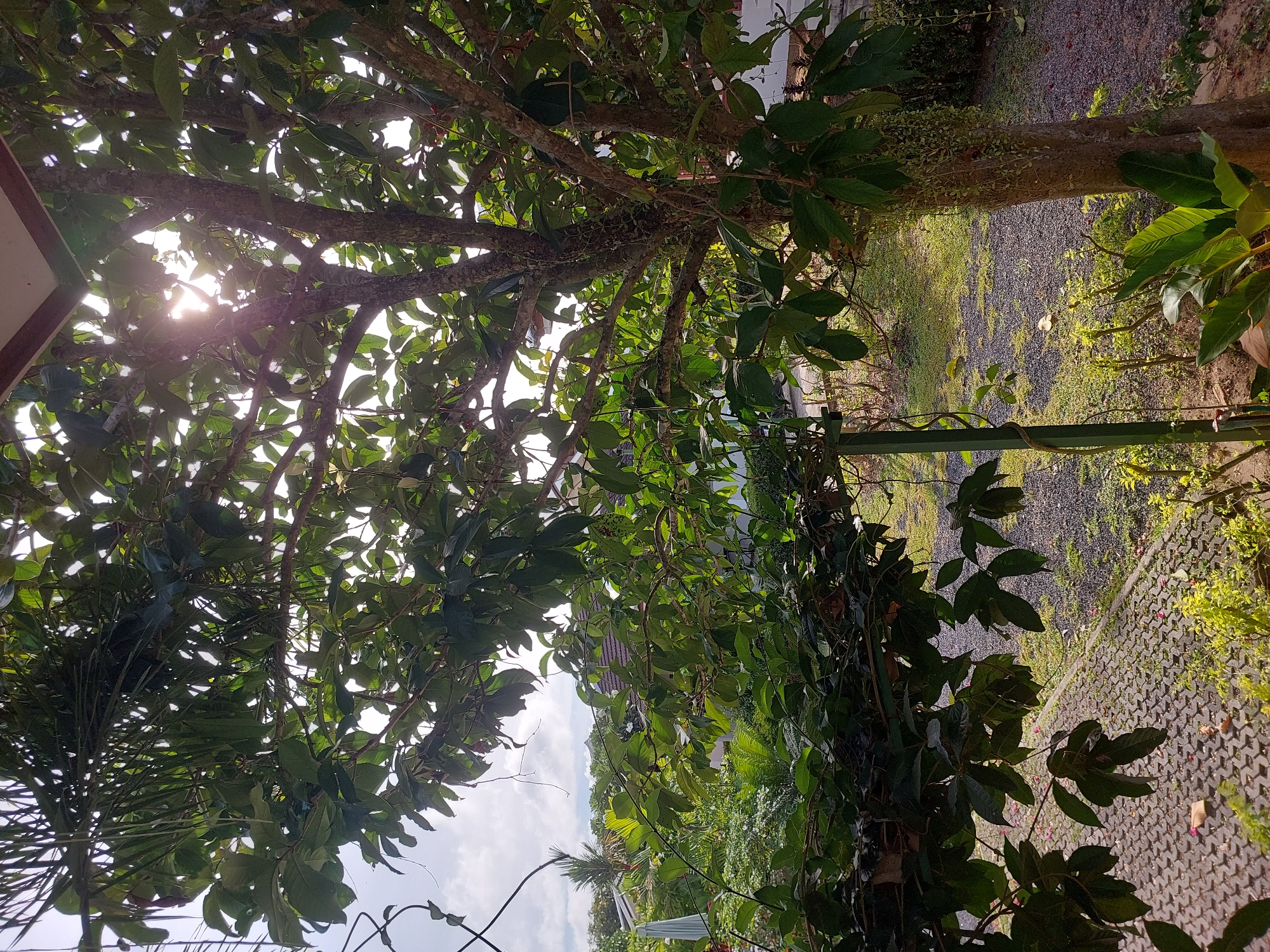 A tree with dark bark and green leaves dominates the foreground, with sunlight filtering through its branches. Behind the tree, a yard with gravel and scattered leaves is visible, along with a building with a brown tiled roof. Palm trees and other vegetation add to the lush tropical scenery. The scene appears to be in Baan Mae Nam, Thailand, judging by the vegetation and architecture.