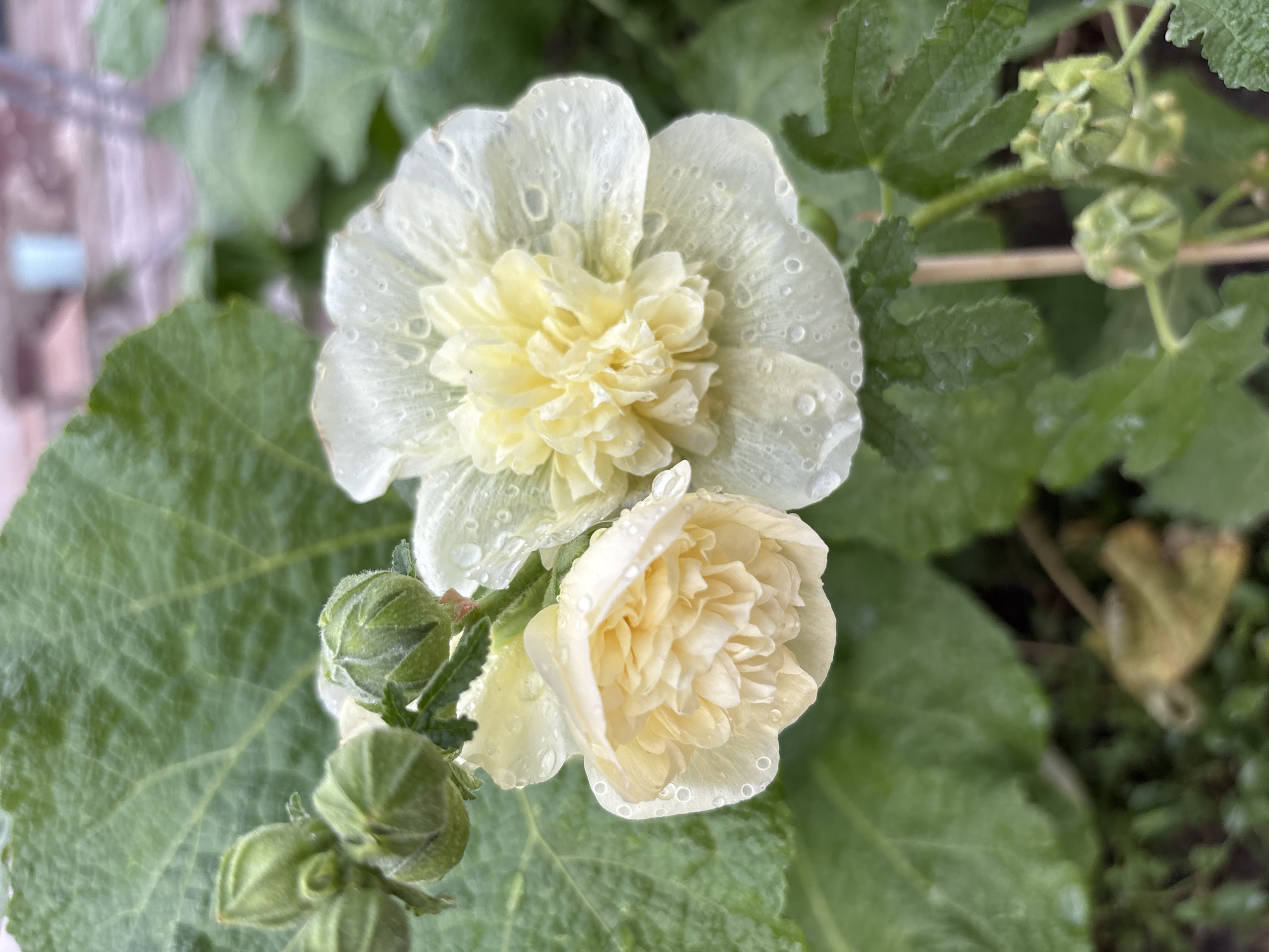 This is a close-up, eye-level, outdoor shot of two pale yellow, double-petaled hollyhock flowers, wet with dew or recent rain. The flowers are the primary subjects, filling much of the frame. One flower is fully open, revealing layers of ruffled petals in its center. The other flower is partially closed, its petals also layered and full. Tiny water droplets cling to the petals of both flowers, catching the light.
Surrounding the flowers are large, green hollyhock leaves, some appearing slightly wilted. In the upper left of the image, a cluster of unopened green hollyhock buds are visible, also beaded with water. In the lower right, more buds and green foliage are present. A thin, light brown stick or stem is also visible, supporting the plant.
The background is a soft blur of greens and muted earthy tones, suggesting other foliage and possibly a garden setting. There is no indication of specific urban structures or landmarks that would definitively place this image in Taraz, Kazakhstan, or any other specific city. The lighting suggests an overcast or early morning/late evening light, as there are no harsh shadows. The overall impression is one of natural beauty and the delicate state of flowers after a rain.