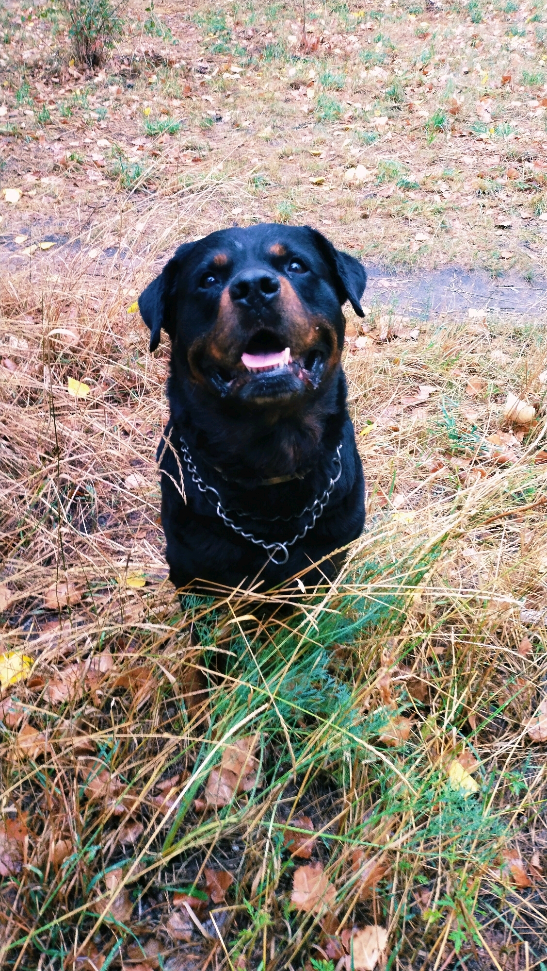 A Rottweiler dog is looking up at the camera in a grassy area with fallen leaves. The dog is black with tan markings on its face and chest. It is wearing a silver chain collar. The background is out of focus, but appears to be a park or wooded area with trees and dry grass. The image was taken in the city of Horishni Plavni, Ukraine.