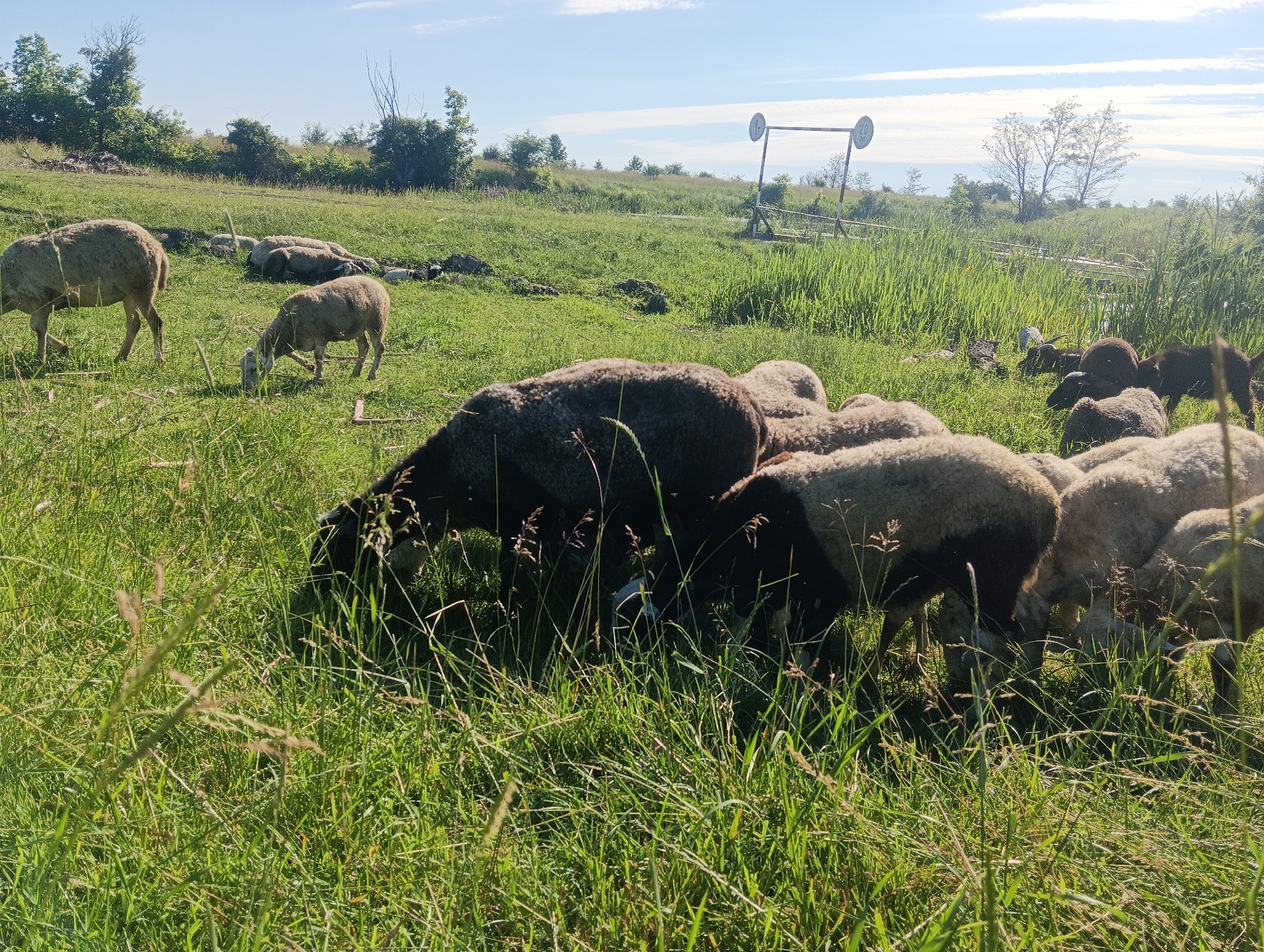 A flock of sheep grazes in a grassy field under a clear blue sky with scattered clouds. In the foreground, several sheep are gathered, some eating grass while others are lying down. In the middle ground, a few more sheep are visible, with one standing and grazing. In the background, a metal structure with circular signs is visible, along with trees and bushes. The overall scene depicts a peaceful rural landscape.