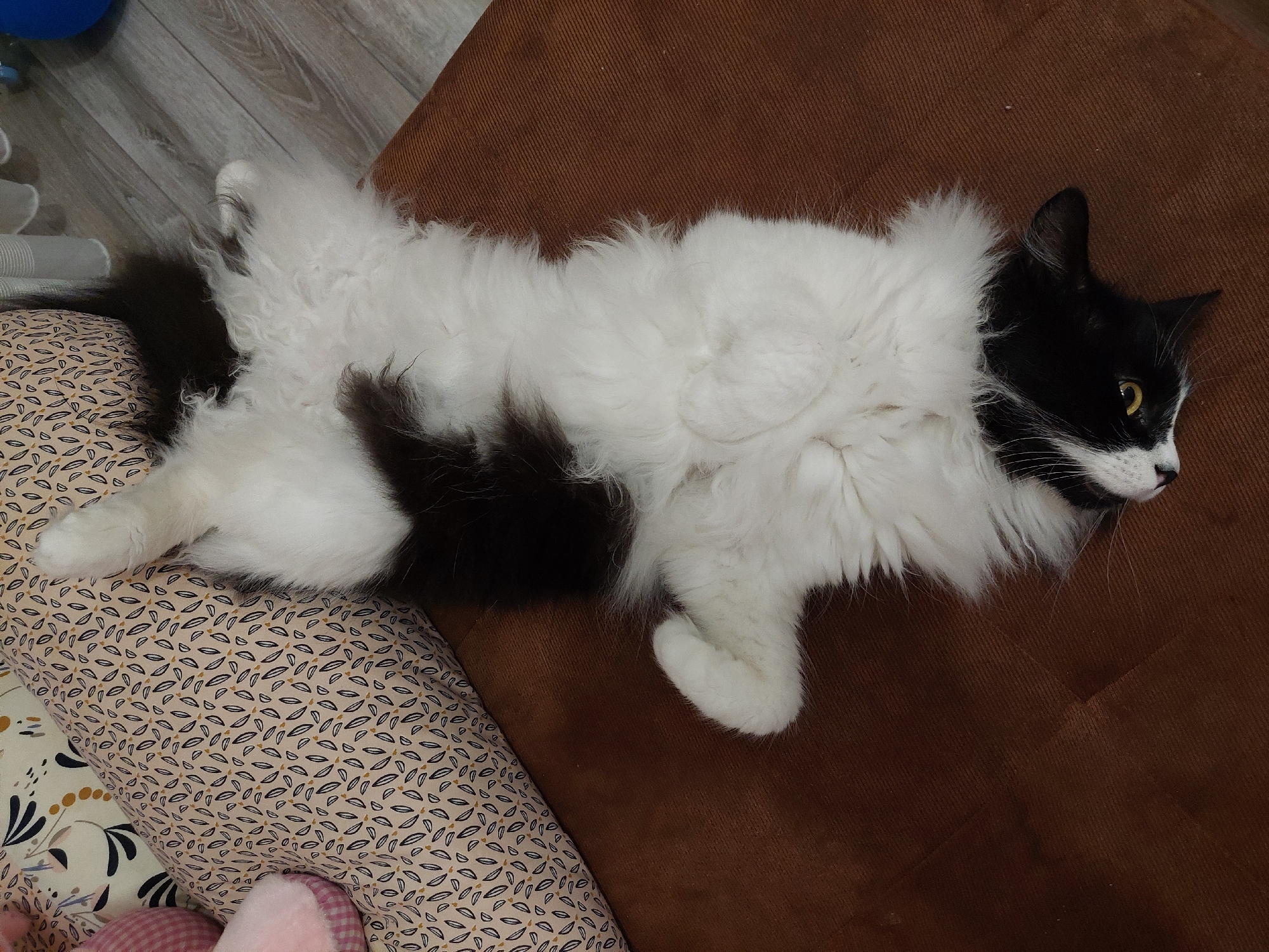 A black and white cat is lying on a brown couch, partially on a patterned pillow. The cat is mostly white with black patches and has long fur. The background includes a glimpse of a floor and potentially more pillows. The location is unknown and there are no details to suggest the location is Plovdiv, Bulgaria.