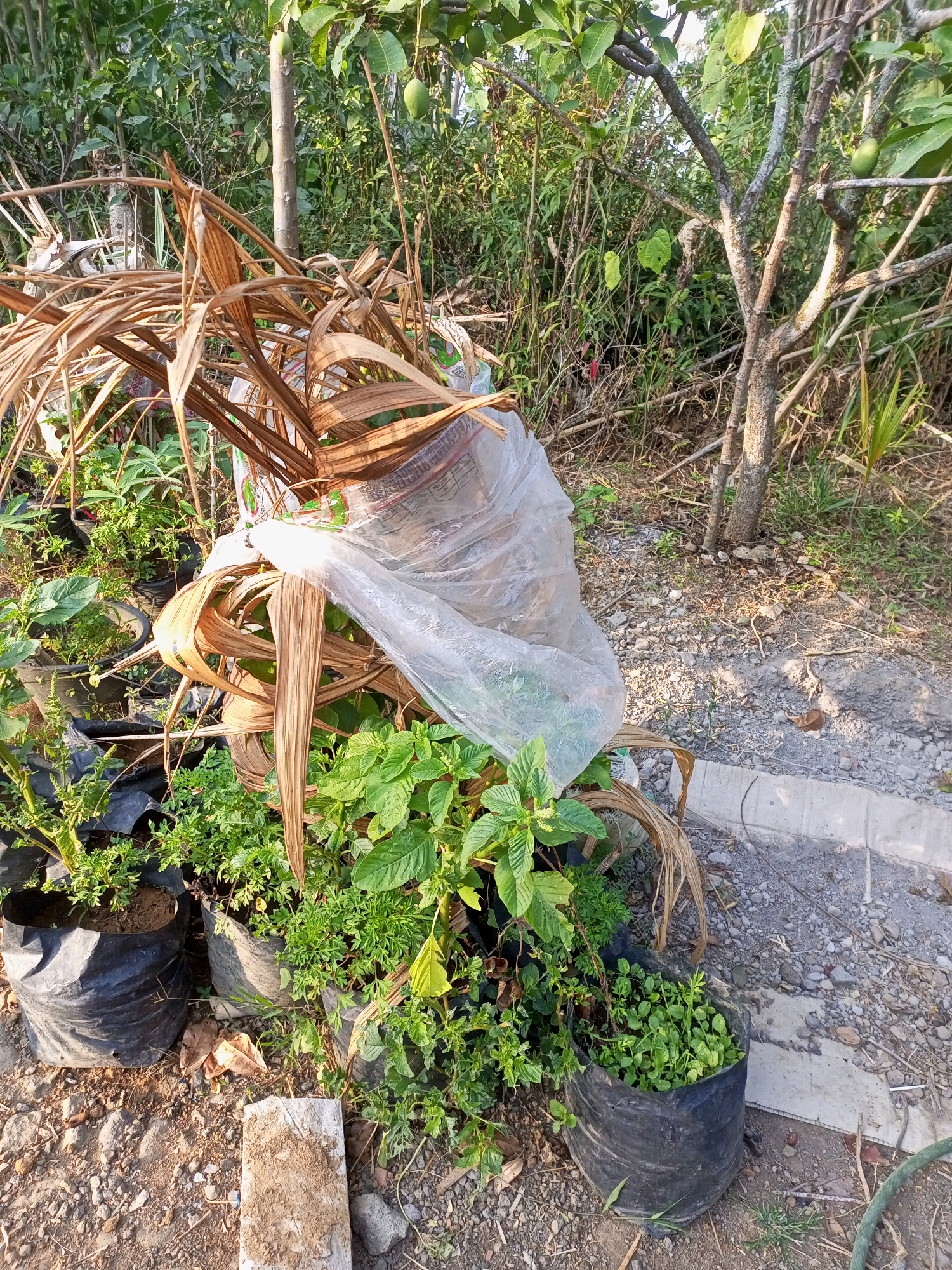 In Jatipurno, Indonesia, a close-up, eye-level shot captures a cluster of potted plants outdoors, bathed in natural sunlight. The foreground is dominated by several black plastic bags acting as pots, some containing small, leafy green plants, while others are filled with soil. Interspersed among these are dried, brown palm fronds, some loosely wrapped around a larger, transparent plastic bag that partially covers a bundle of plants. In the background, a thin tree trunk rises, its branches partially visible against a dense backdrop of green foliage and vegetation. The ground beneath the plants consists of loose gravel and soil, with a concrete border visible in the right portion of the frame. The scene suggests a garden or nursery setting.