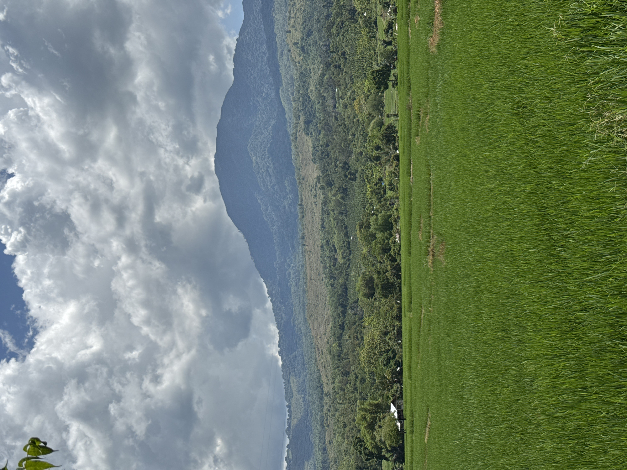 A panoramic, eye-level view captures the lush landscape of Lamtamot, Indonesia. In the foreground, a vast, verdant rice paddy stretches out, its dense green stalks swaying gently. The midground reveals a cluster of trees bordering the paddy, interspersed with a few small, simple dwellings. Beyond the trees, rolling hills covered in dense vegetation rise, leading the eye towards a majestic, mist-shrouded mountain in the distance. The sky above is a dramatic canvas of dark, heavy clouds, with patches of blue sky peeking through, hinting at an overcast day.