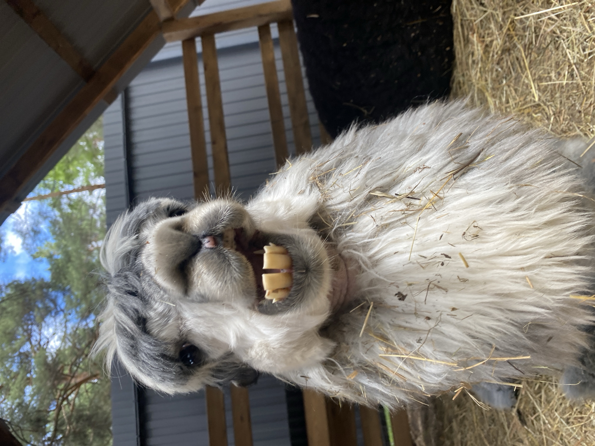 A shaggy, light-gray and white alpaca-like animal is positioned centrally, facing the camera at eye level within an enclosure. Its head features shaggy, darker gray fur, dark eyes, and a prominent snout with visible pink nostrils. The animal's mouth is wide open, revealing several yellowish-brown lower front teeth with distinct gaps between them. Hay and straw fragments are scattered across its fur, particularly on its chest and lower body. The ground beneath the animal is covered in dry hay or straw. In the background, to the right of the animal, a dark, possibly black, animal or object is partially visible, resting on the hay. The enclosure consists of a grey corrugated metal wall and several horizontal wooden beams forming part of a fence or internal structure. Above these, a sloped, corrugated metal roof with visible wooden support beams is present. Beyond the enclosure, under a blue sky with scattered white clouds, the green foliage and brown trunks of coniferous trees are visible. The scene is illuminated by natural daylight. The image itself provides no visual information to confirm a specific geographical location such as Tyumen, Russia.
