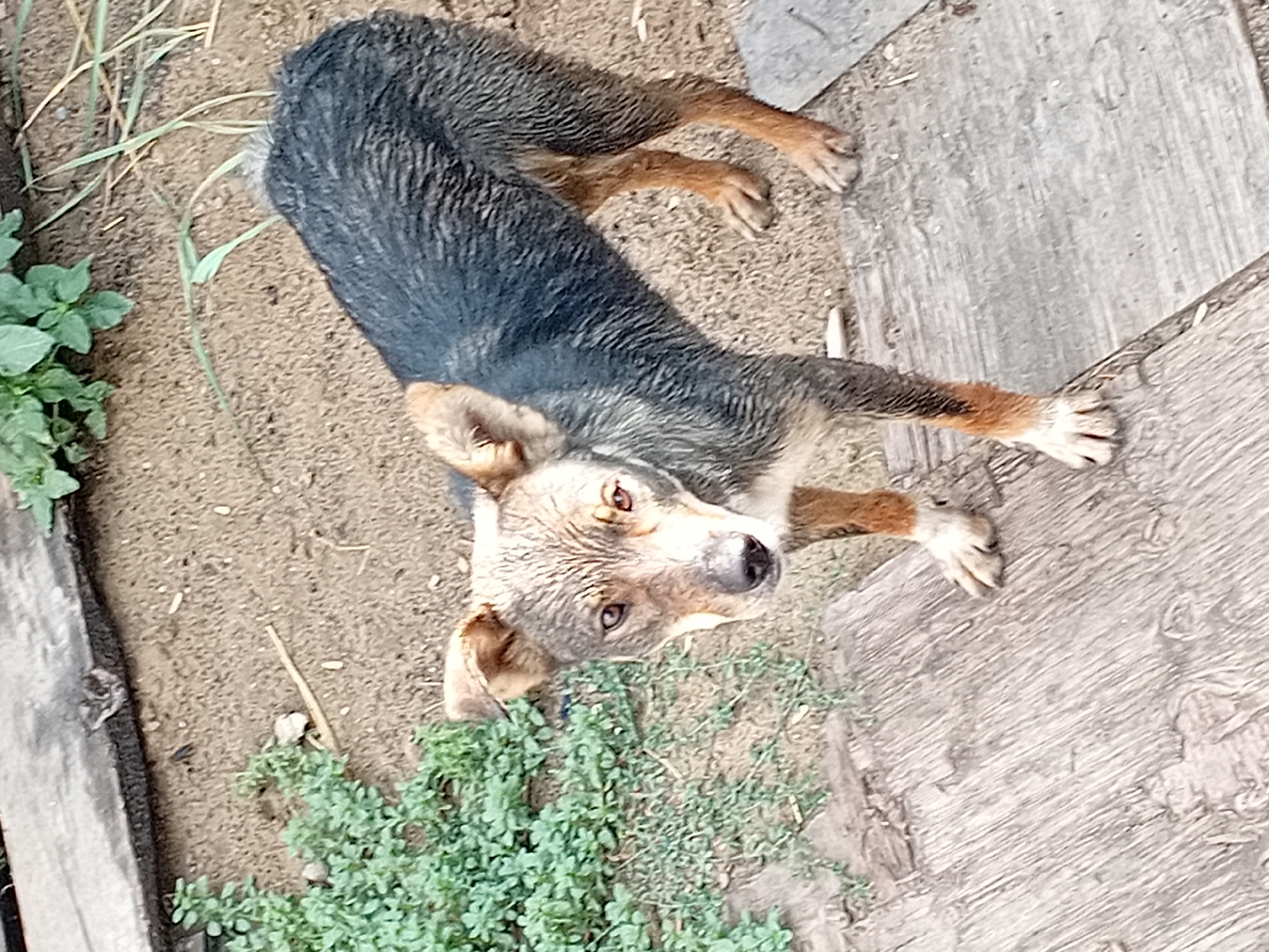 A medium-sized dog, predominantly black and tan with wet fur, stands on a dirt and wooden plank surface. The dog is facing the camera, with its head tilted slightly. Green foliage is visible in the upper left and right portions of the image. The scene appears to be an outdoor, possibly rural or semi-rural area. The image was taken in Semey, Kazakhstan.