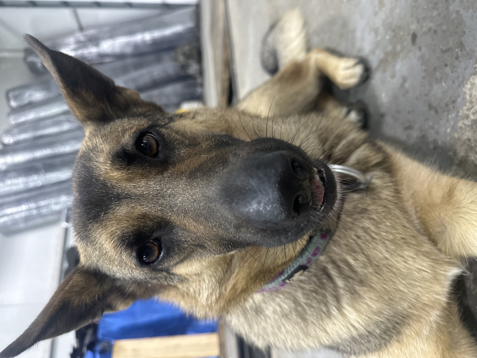 A German Shepherd dog is lying down and looking directly at the camera. The dog has brown eyes, a black nose, and prominent pointed ears. It is wearing a collar with a decorative pattern. The dog's fur is a mix of tan and black. The background is blurry and appears to be indoors, with some large grey objects or rolls of material stacked behind the dog. The floor is concrete. The image is a close-up shot, focusing on the dog's face and upper body. The location is not specified within the image itself, so it cannot be determined to be Blagoveshchensk, Russia.