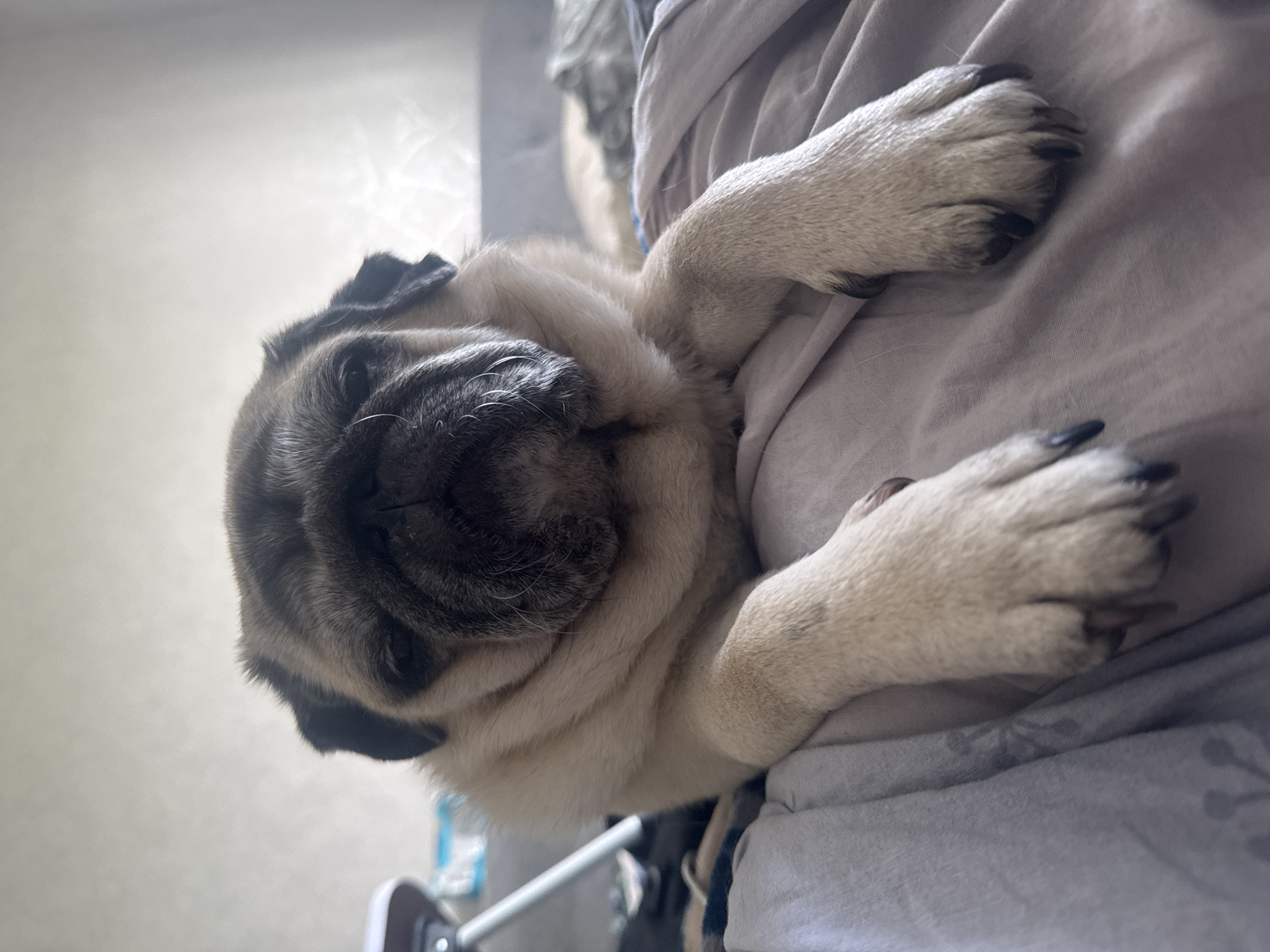 A pug dog is lying on a bed, facing the camera. The dog is fawn-colored with a black mask. Its front paws are resting on a grey blanket. The background is blurred but appears to be a room with a light-colored wall and some furniture. The lighting is soft and natural.