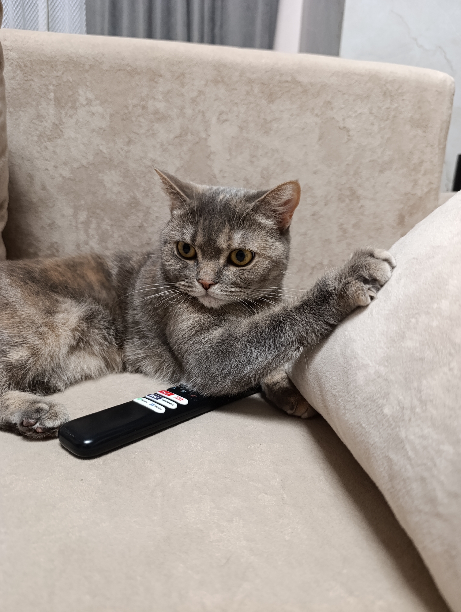A gray tabby cat lies on a beige sofa, paw extended to clutch a light-colored pillow. A black TCL television remote rests beside the cat's body on the sofa. The setting appears to be indoors, based on the lighting and presence of furniture. There are no identifiable features to locate the scene geographically in the city of Chaikovsky, Russia or elsewhere.