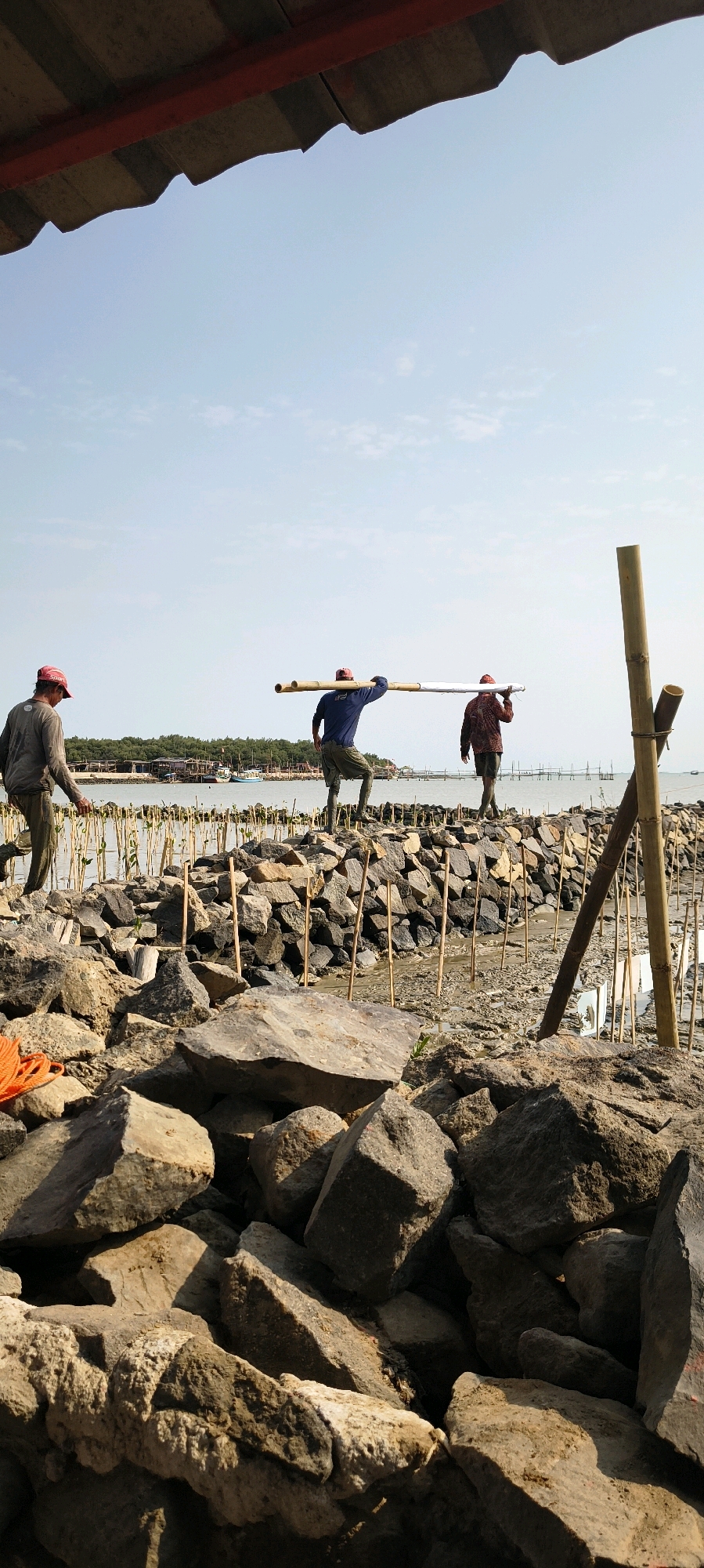 In Gebang, Indonesia, three individuals are engaged in the construction of a rock barrier along a shoreline. Two men are depicted in the mid-ground carrying a long, white cylindrical object horizontally, supported on their shoulders. Both men are wearing red caps, and one is dressed in a blue long-sleeved shirt and green trousers, while the other wears a patterned long-sleeved shirt and dark trousers. In the left mid-ground, a third person, also wearing a red cap and a gray long-sleeved shirt and tan trousers, is walking and looking down. The environment features a rocky shore in the foreground, with visible bamboo poles planted in the ground and a body of water in the background. A line of trees and structures are visible across the water. The sky above is clear and bright blue.