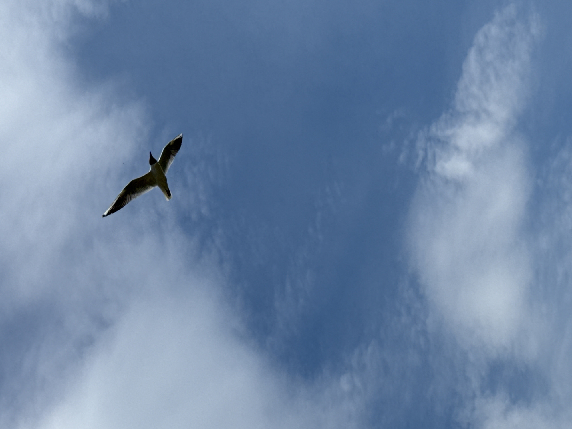 A seagull is captured in flight against a clear blue sky dotted with wispy white clouds. The bird, seen from below, is angled slightly to the left, with its wings outstretched and its body pointed upwards. The image is a simple composition focusing on the bird's aerial movement and the vastness of the sky. The location within the city of Votkinsk, Russia, is not specified in the image itself, and cannot be determined from the visual information provided.