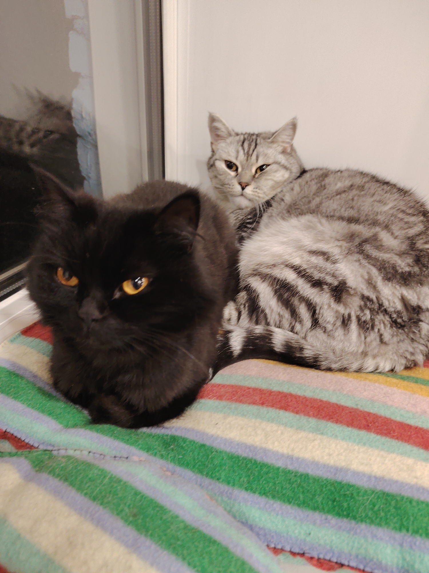 Two cats are resting on a striped blanket near a window. The cat in the foreground is black with orange eyes, and the cat behind it is grey and white with tabby markings. The environment appears to be indoors, possibly a home or shelter. The image does not contain any information about its specific location in Novosibirsk, Russia.