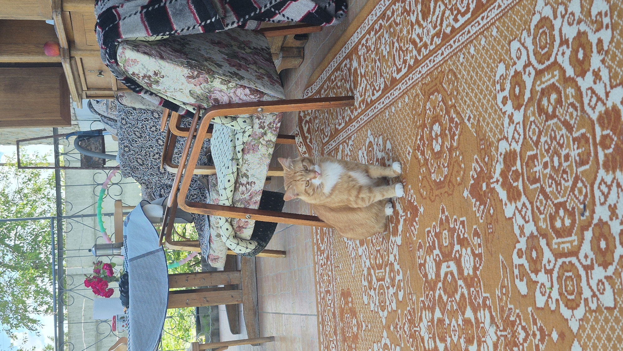 An orange and white cat sits on an orange and white patterned rug on a covered porch. The cat is facing forward, with its front paws tucked under. Behind the cat, there are several chairs, a table with a checkered tablecloth, and a wooden cabinet. The environment appears to be outdoors, possibly in a rural setting, given the presence of trees and a fence in the background. The lighting suggests it is daytime. The cat's posture is relaxed, and it appears to be observing its surroundings. The overall scene depicts a quiet domestic moment on a porch.