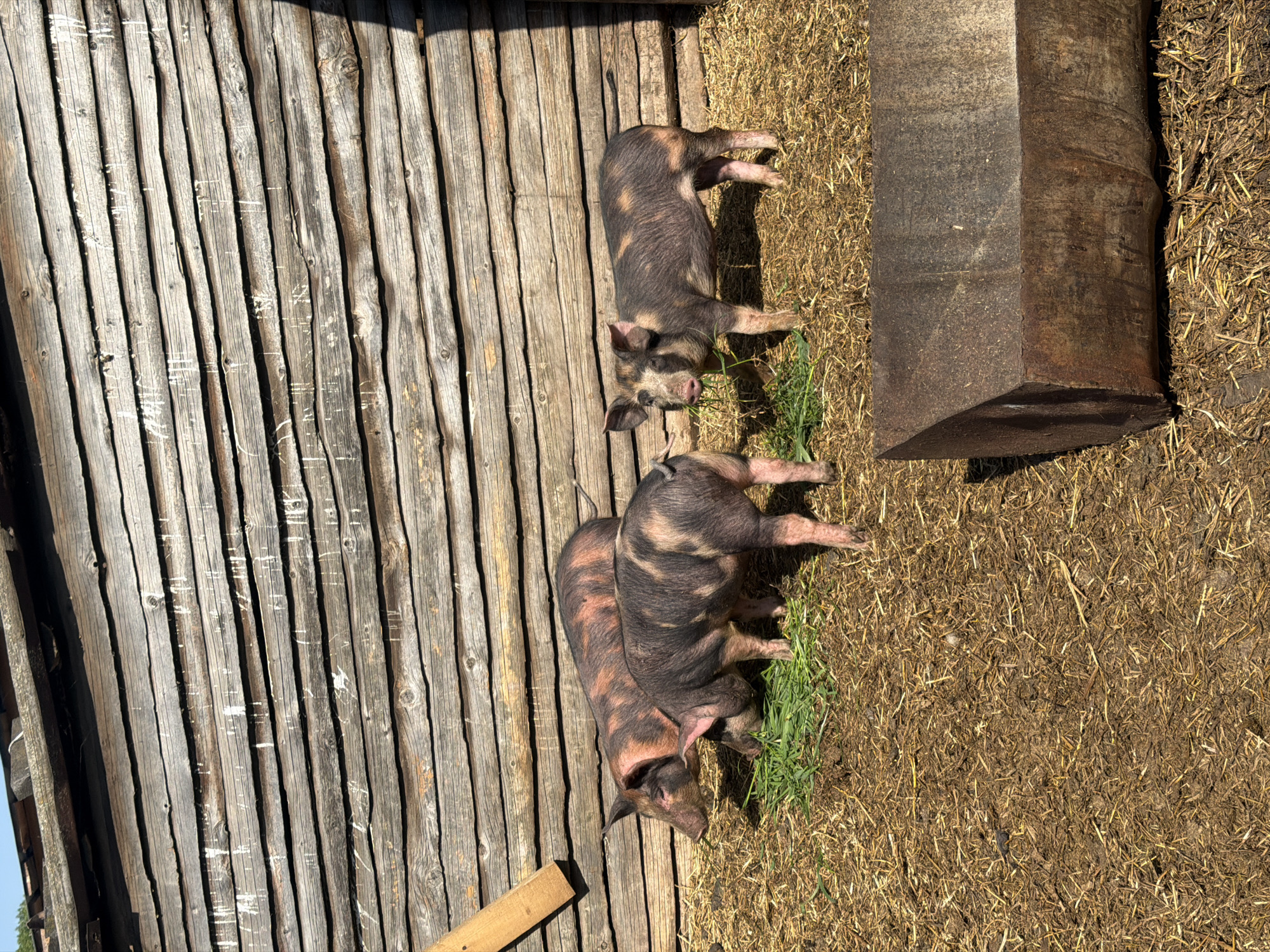 The image shows three Duroc pigs in a rural setting, likely in the vicinity of Dubrova, Russia. Two pigs are near a partially exposed wooden fence of uneven planks, while the third is positioned closer to a rough-hewn rectangular wooden trough or structure. The ground is covered with a mix of dirt and straw, with some patches of green grass. The pigs are in different positions: two appear to be eating or interacting with the grass, while the third is standing nearby. The scene is in daylight.