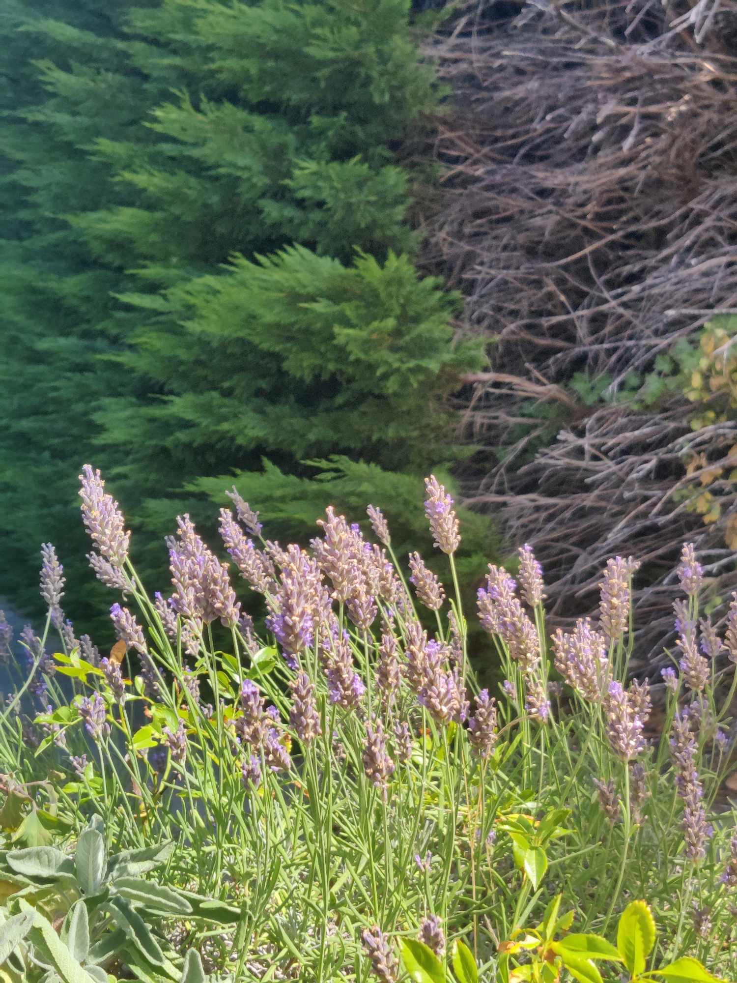 The image depicts a close-up view of lavender plants in bloom, with slender green stems supporting clusters of small purple flowers. In the background, a dense evergreen tree with feathery needles occupies the left side, transitioning to a drier, brown area filled with tangled, dead branches on the right. The lighting suggests it is daytime, with sunlight illuminating the lavender and casting shadows. The scene appears to be an outdoor garden setting. There are no people or animals visible in the image. The image does not provide any specific indicators of its location in Amsterdam, Netherlands.