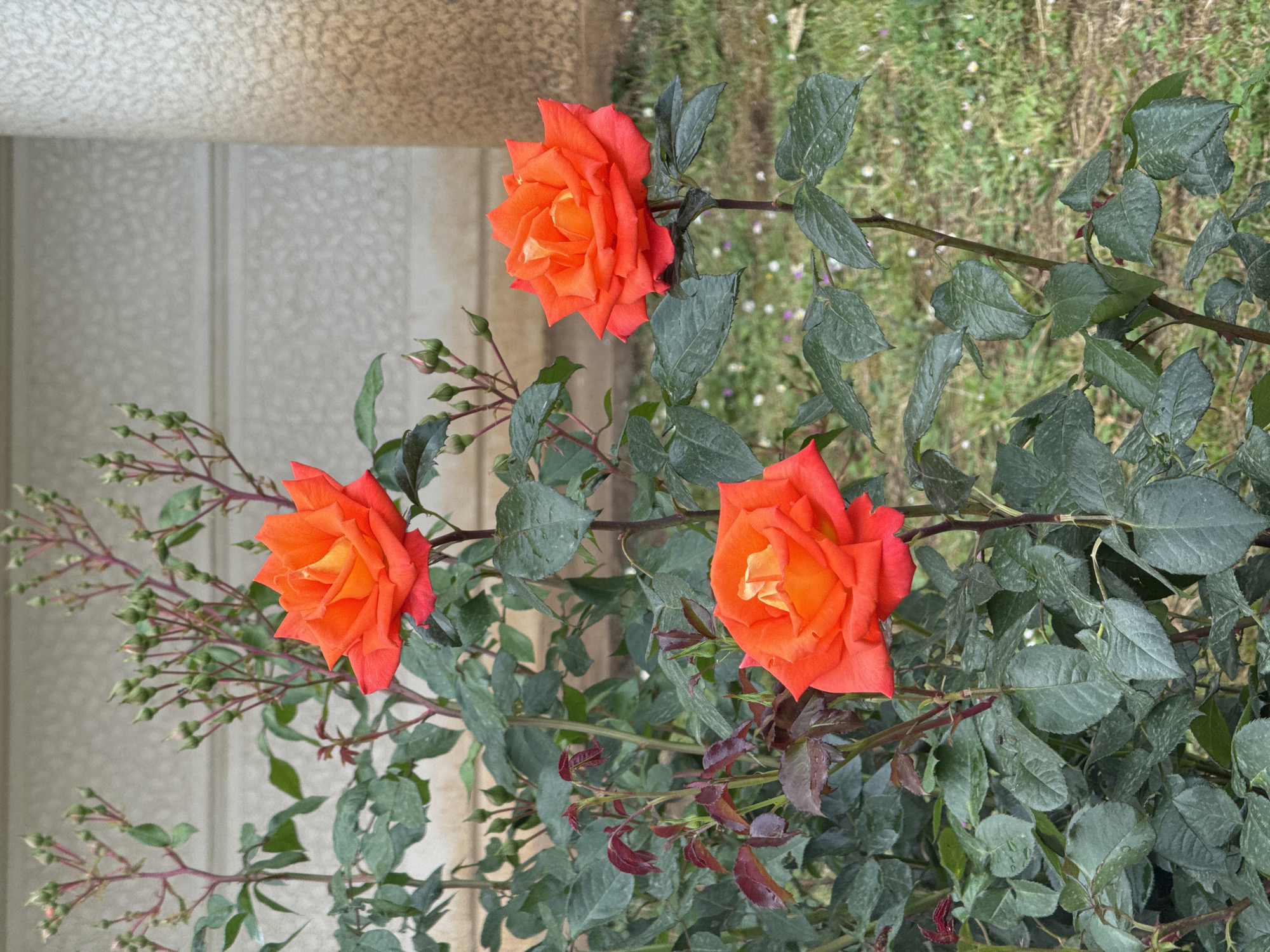 A close-up photograph features three vibrant orange roses with yellow centers in full bloom. The roses are positioned on a bush with dark green, textured leaves. The stems of the bush have thorns. In the background, there is a textured off-white wall and a patch of green grass interspersed with small white flowers. The location is Budva, Montenegro.