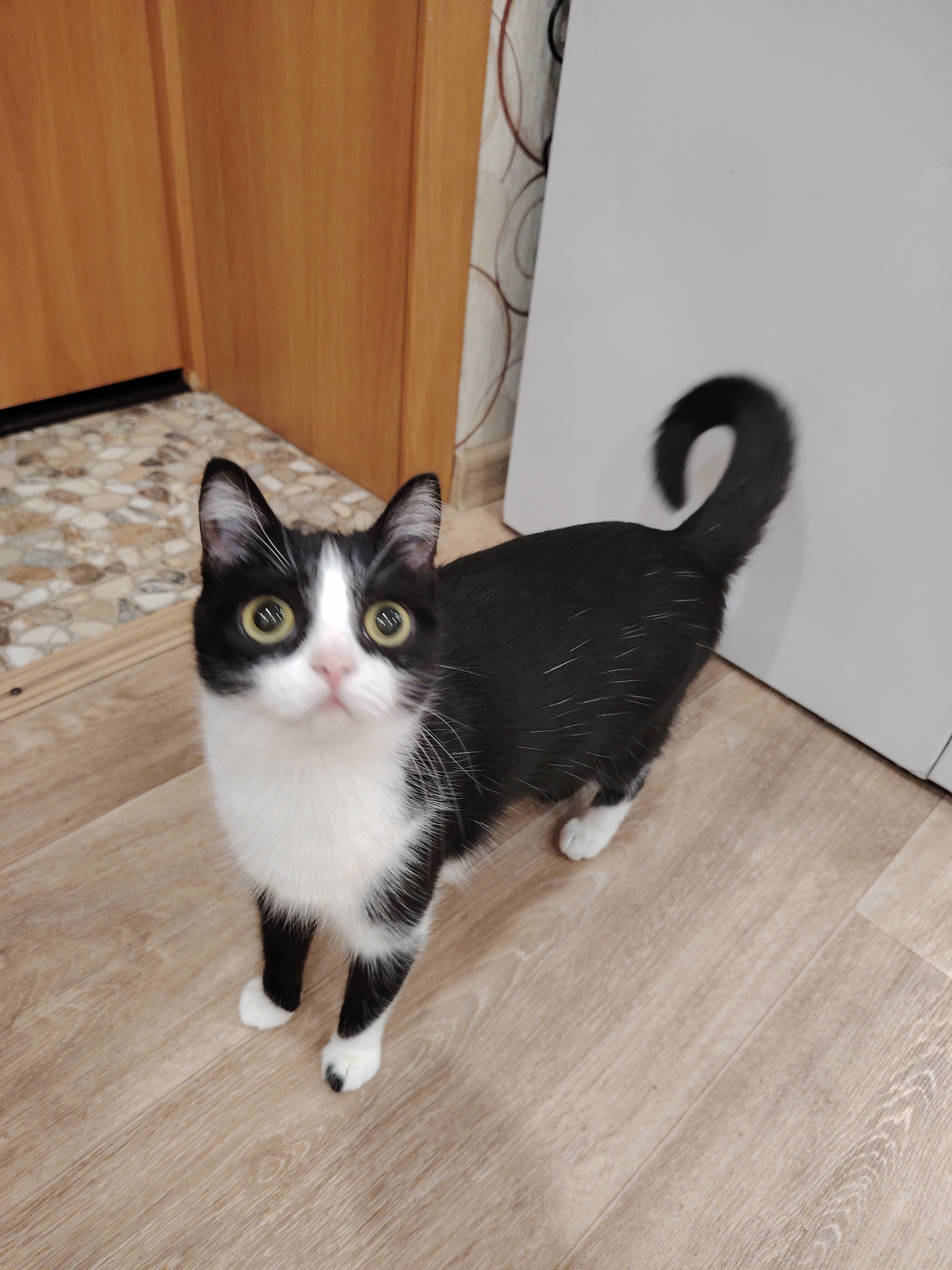 A black and white cat with green eyes stands on a light brown floor. The cat is looking up towards the camera. Behind the cat is a light brown door, a section of marble flooring, and a white wall. The location is indoors.