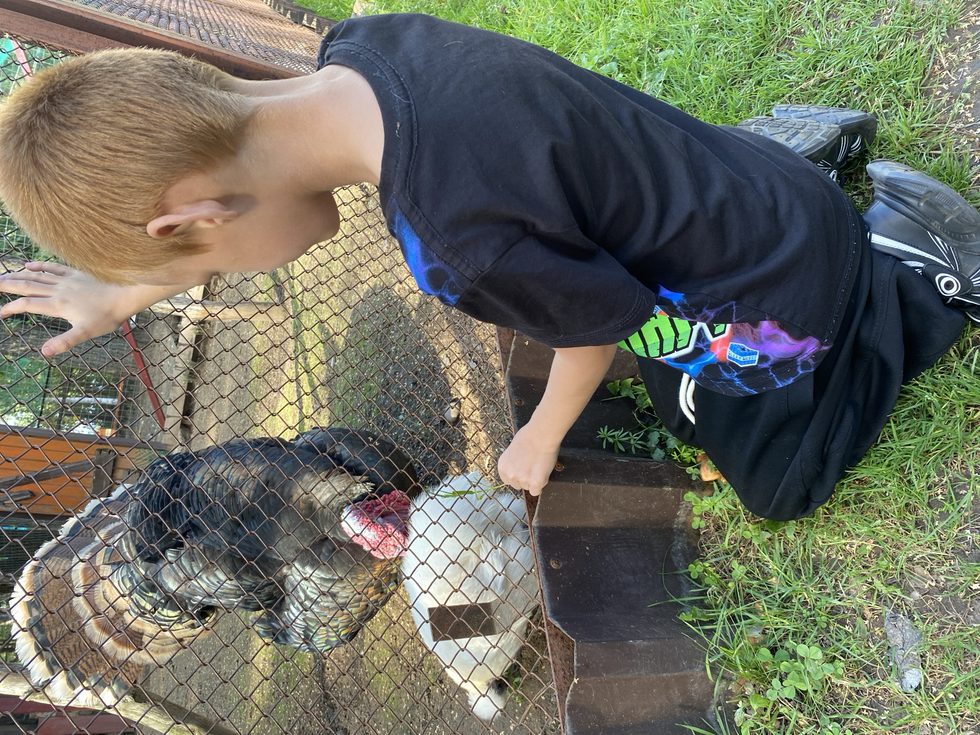 In Chaikovsky, Russia, a young boy with short, blonde hair is kneeling on grass, facing away from the camera. He is wearing a black t-shirt with a colorful, abstract design on the back and black pants. His right hand is raised, touching a chain-link fence. Beyond the fence, two turkeys are visible. One turkey, predominantly black and brown with a fan of feathers, stands. Another turkey, white with a red wattle, is lying down. The fence encloses an area with dry ground and some green vegetation. A dark-colored trough or feeder is positioned in front of the fence. The overall environment appears to be an outdoor enclosure, possibly a farm or petting zoo, with a grassy area in the foreground and hints of wooden structures in the background.