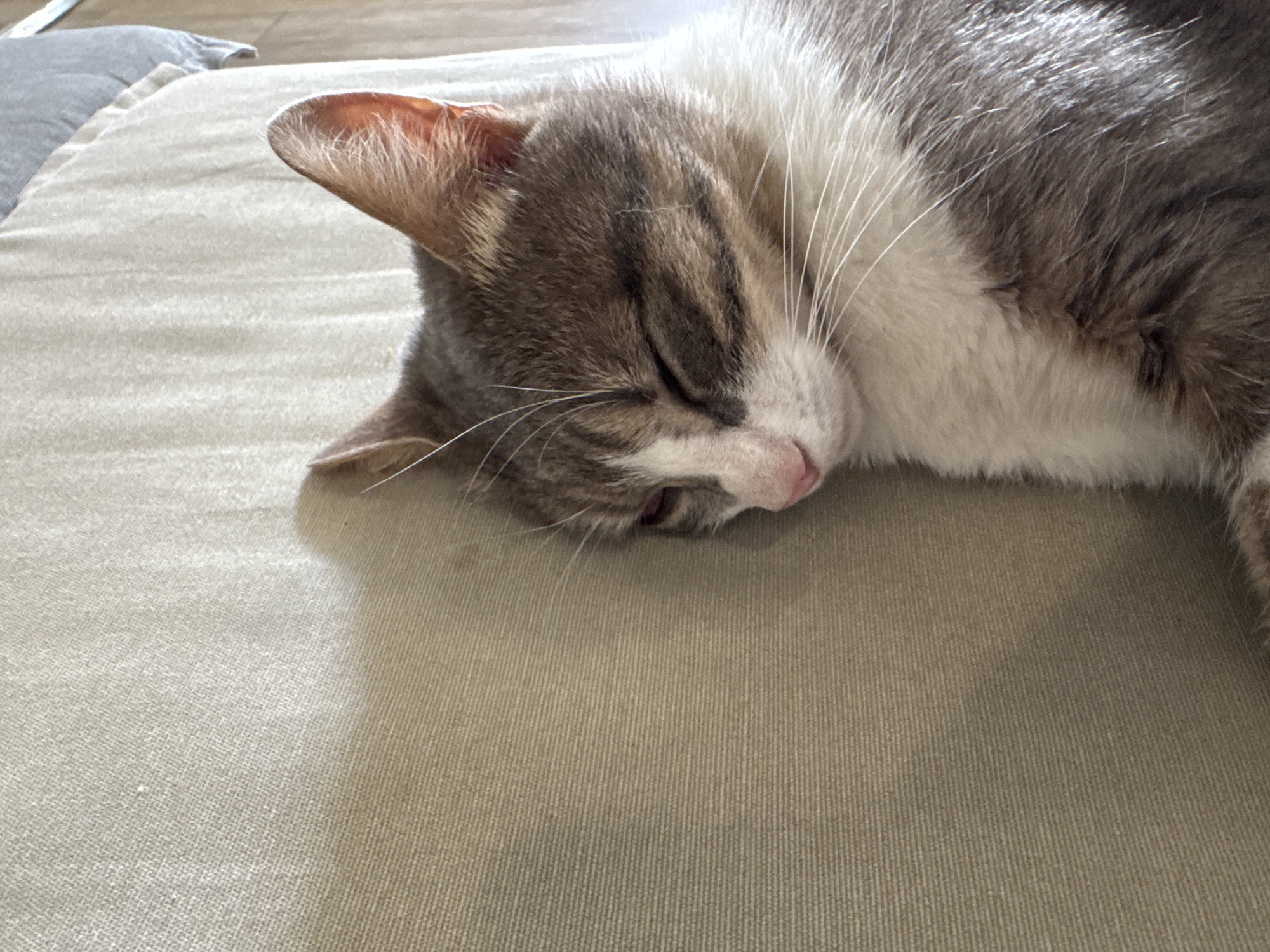 A domestic cat is asleep on a beige cushion or surface. The cat has gray and white fur, with the gray fur having darker stripes. The cat's eyes are closed, and its pink nose is visible. The cat's left ear is prominent in the frame. The surface the cat is lying on appears to have a woven texture. The location in the city of Varna, Bulgaria is not determinable from the image.