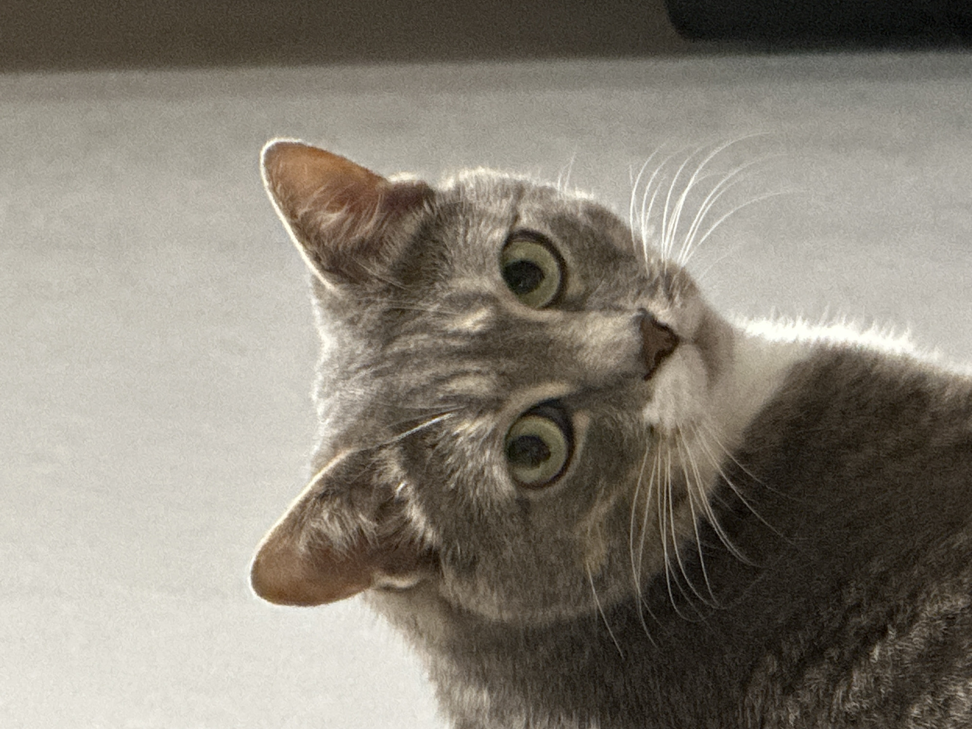 A close-up, head-and-shoulders shot shows a gray tabby cat looking directly at the camera. The cat's fur is a mixture of light and dark gray with faint darker tabby stripes. Its eyes are green with dark pupils and have a bright sheen. The cat has white fur on its chest and chin, and long, white whiskers that extend outwards. The background is a softly lit, neutral-toned wall with a shadow on the right side. The cat appears to be indoors, in a domestic setting, possibly in a residential area of Unknown, Unknown.