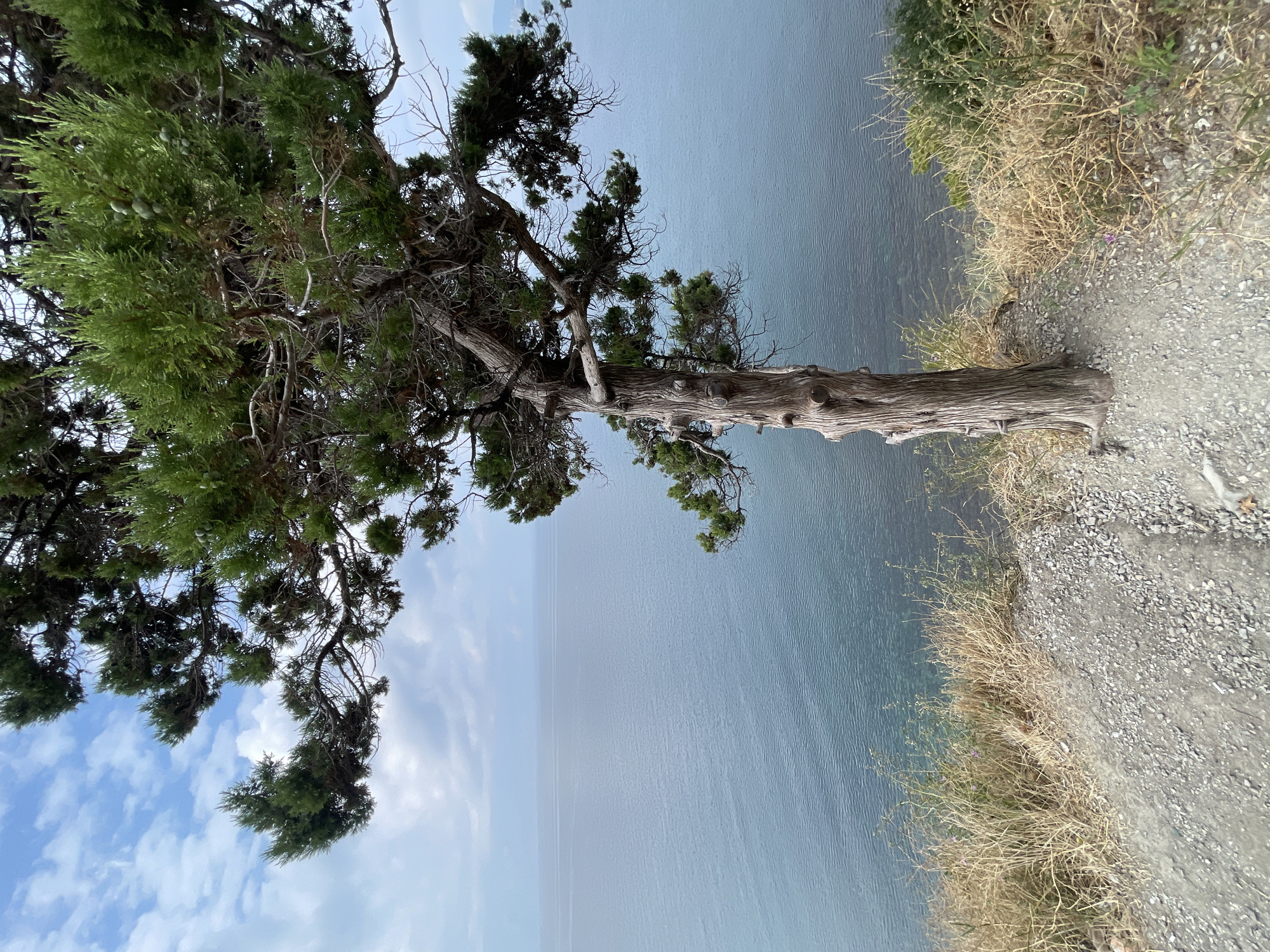 The image depicts a solitary, gnarled tree with sparse green foliage standing on a rocky cliff overlooking a calm, blue body of water. The sky above is partly cloudy with a muted tone. The foreground consists of a gravel path and dry, yellowed grass bordering the cliff edge. The tree's trunk is thick and textured, with several branches extending outwards, some bearing small, light green cones. The water appears tranquil, with subtle ripples reflecting the overcast sky. The scene evokes a sense of natural solitude and a coastal environment.
This scene is located in the city of Novorossiysk, Russia, specifically in the vicinity of Mys Utrish (Utrish Cape). This area is known for its rugged coastline, sparse vegetation, and the Black Sea.