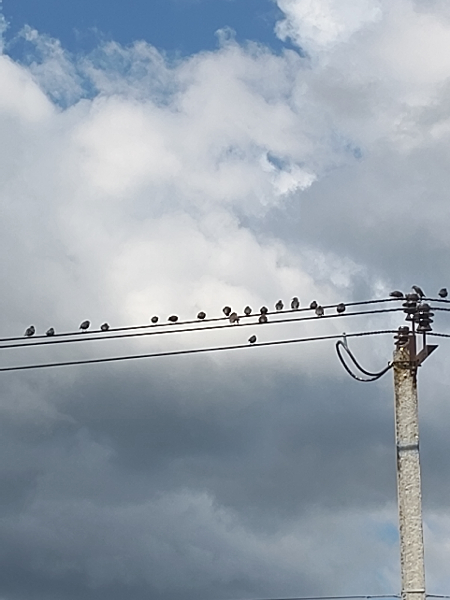 A flock of small birds is perched on a telephone wire, silhouetted against a partly cloudy sky. The birds are spaced out along the wire, facing in various directions. One bird, at the far right, is in flight, its wings spread. The telephone pole, made of concrete, is visible on the right side of the image. The sky is a mixture of blue and gray clouds, suggesting a day with changing weather. The overall scene depicts a common sight in rural or suburban settings. The time of day appears to be daytime, given the bright sky. There is no visible text in the image. The location is specified as Skurygino, Russia.