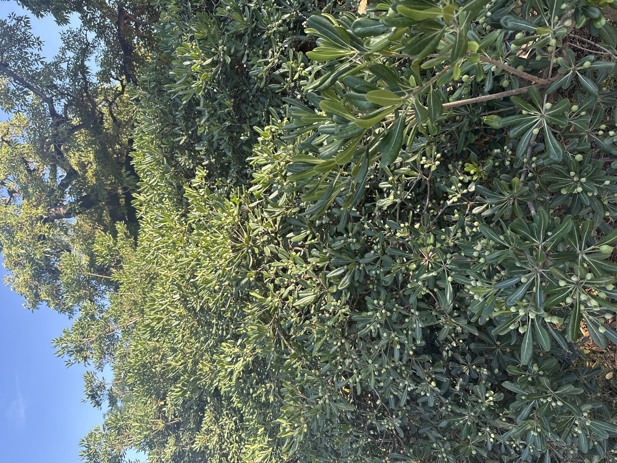 The image shows a dense hedge of evergreen shrubs with glossy, dark green leaves and small, light green, developing fruits. The shrubs are lush and appear healthy, filling the majority of the frame. In the background, larger trees with rough bark and a broad canopy are visible against a clear blue sky. The lighting suggests it is daytime, with sunlight illuminating the foliage. The scene appears to be an outdoor area, possibly a park or garden within the city of Barcelona, Spain, characterized by its abundant greenery. There are no people or specific architectural elements to provide further context about the exact location within Barcelona.