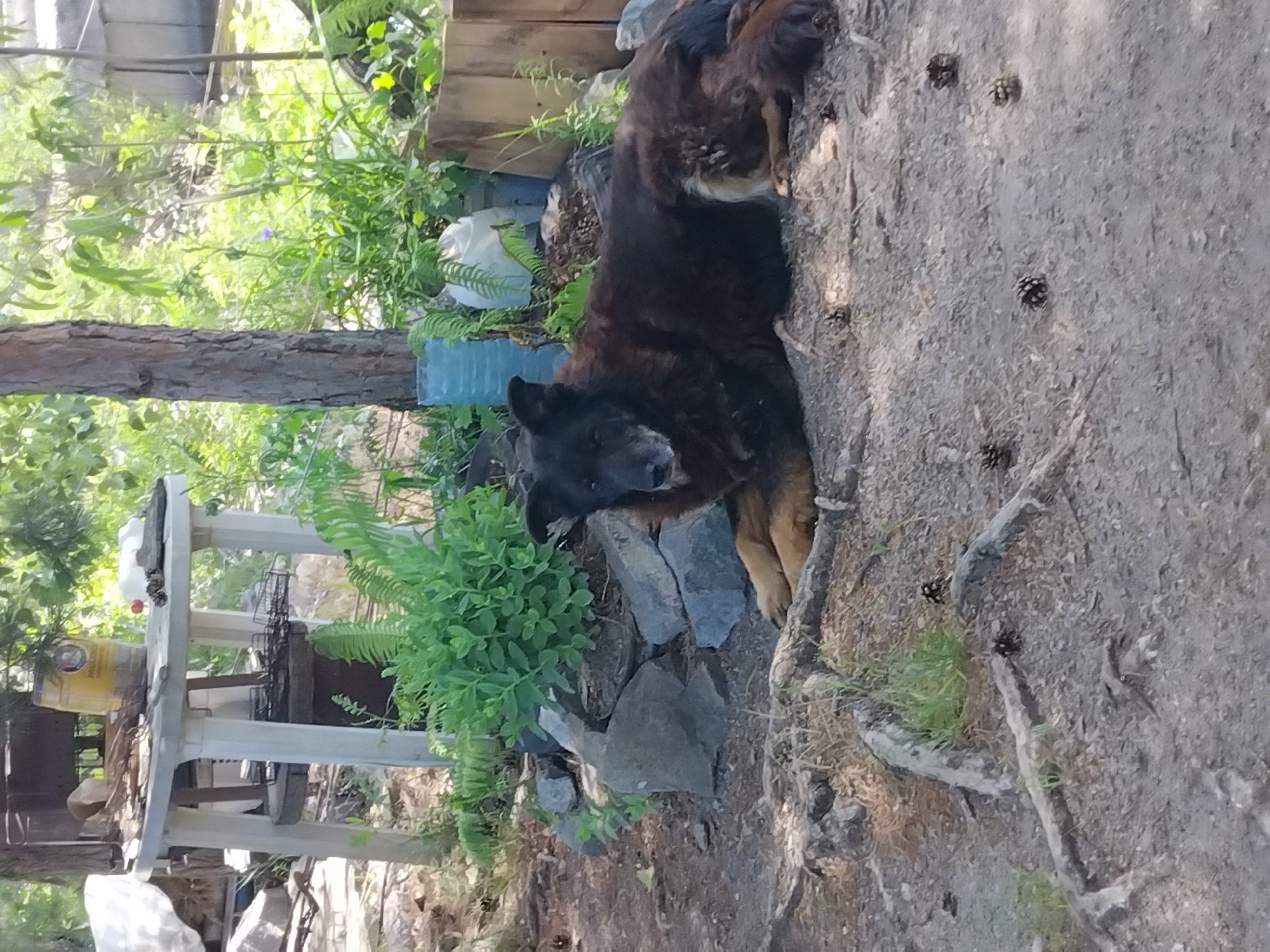 The image depicts an outdoor scene in what appears to be a backyard or overgrown area. A large, shaggy dog with dark fur and grey around its muzzle is lying on the ground, facing the camera. The dog's front paws are extended, and its hindquarters are tucked beneath it. The ground is covered with dirt, scattered pinecones, and exposed tree roots. Behind the dog, there is a collection of rocks and lush green foliage, including ferns. Further in the background, a weathered wooden table with items on top, including what looks like a yellow barrel or container, is visible, along with a tree trunk and more greenery. The overall impression is one of a rustic, somewhat unkempt outdoor setting. The provided context suggests this location is in Kyiv, Ukraine.