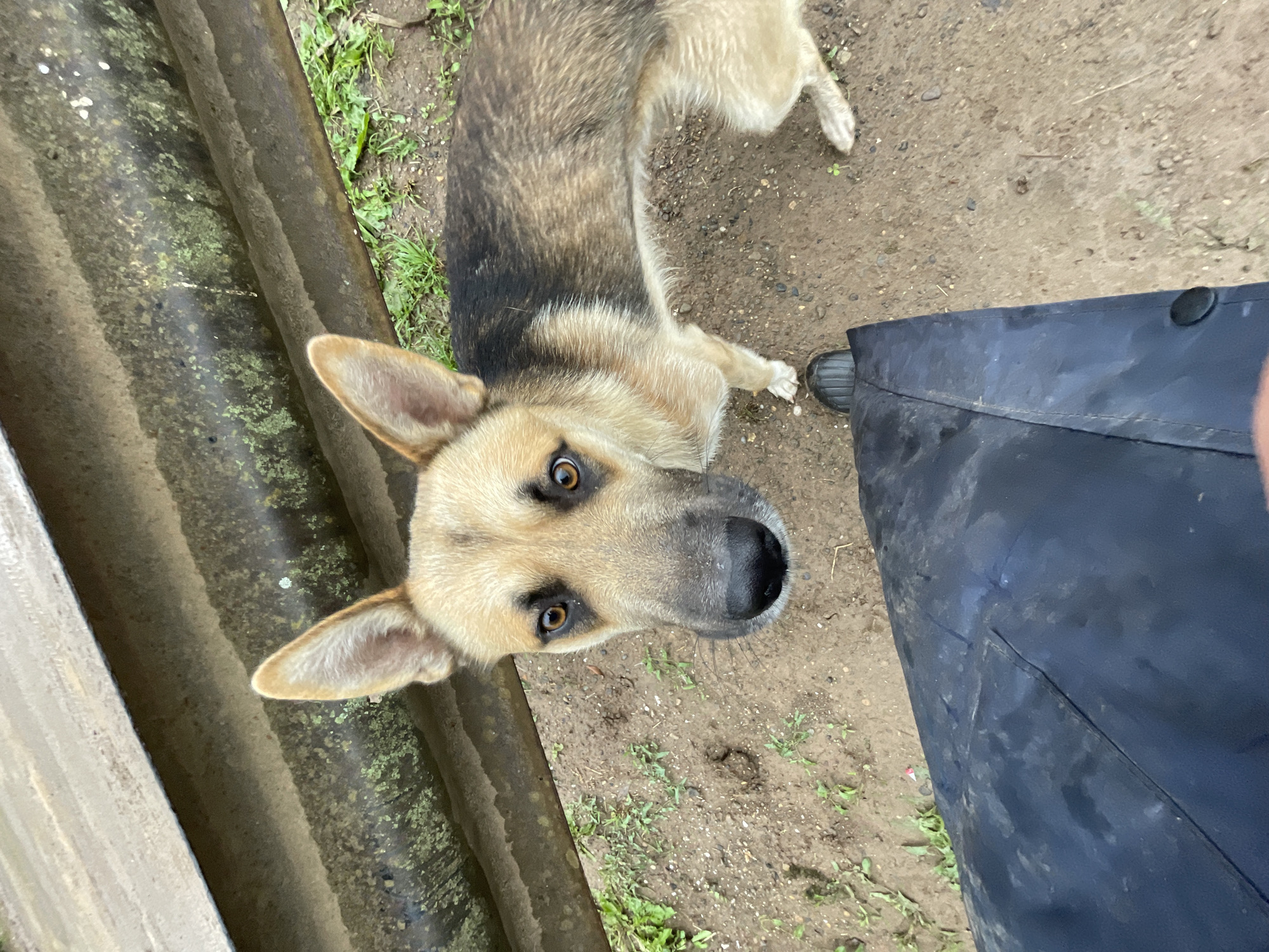 A German Shepherd dog with brown and black fur stands on dirt ground next to a person's leg wearing black pants. The dog looks directly at the camera. Behind the dog is a corrugated metal barrier. The scene appears to be outdoors in Panteleevka, Russia, with some green vegetation visible.