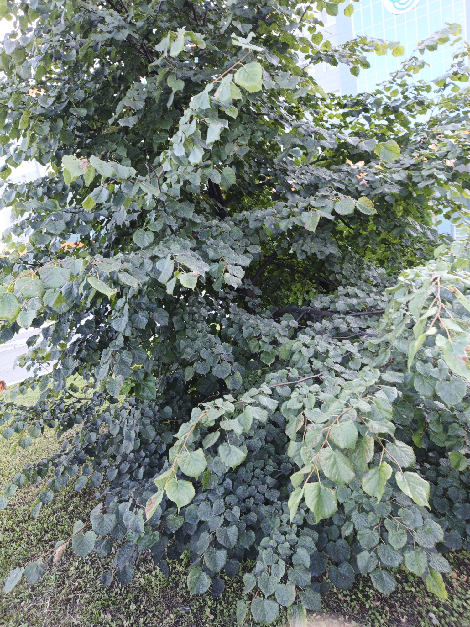 The image depicts a dense, leafy tree with dark green foliage and thin branches. The tree occupies the majority of the frame, with its branches extending downwards towards the ground. The ground beneath the tree is covered in green grass and some dry leaves. In the upper right background, a portion of a light blue building with a white design is visible, suggesting an urban environment. The overall impression is that of a lush, mature tree situated in an outdoor setting, likely within a park or a residential area of the city of Kazan, Russia. There are no people or animals present in the image, and no specific actions or interactions are depicted.