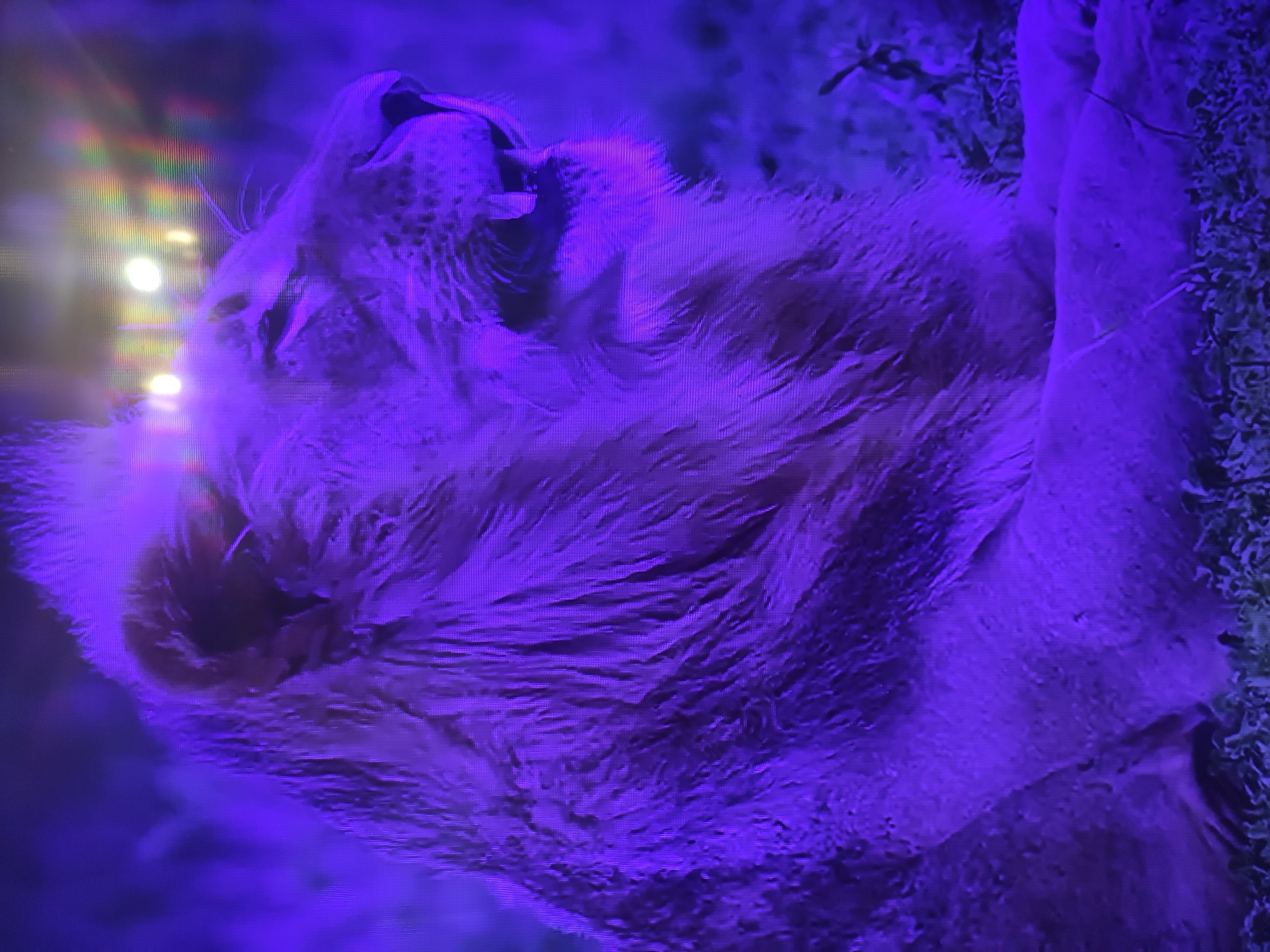 The image shows a lion lying down. The scene is bathed in a blue-purple light, giving the lion's fur a violet hue. It is unclear if the location is Pavlodar, Kazakhstan, based on the image provided. More information is needed.